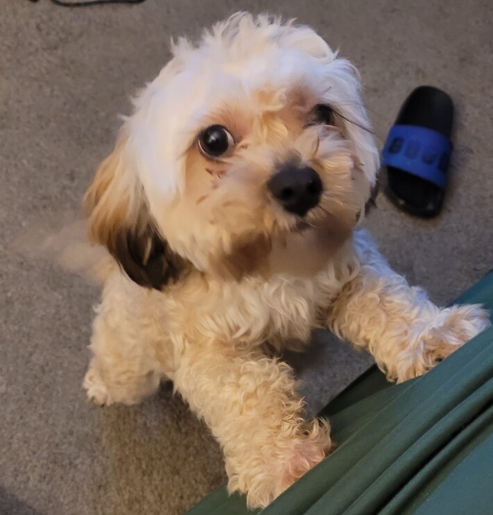 Maltipoo image 2