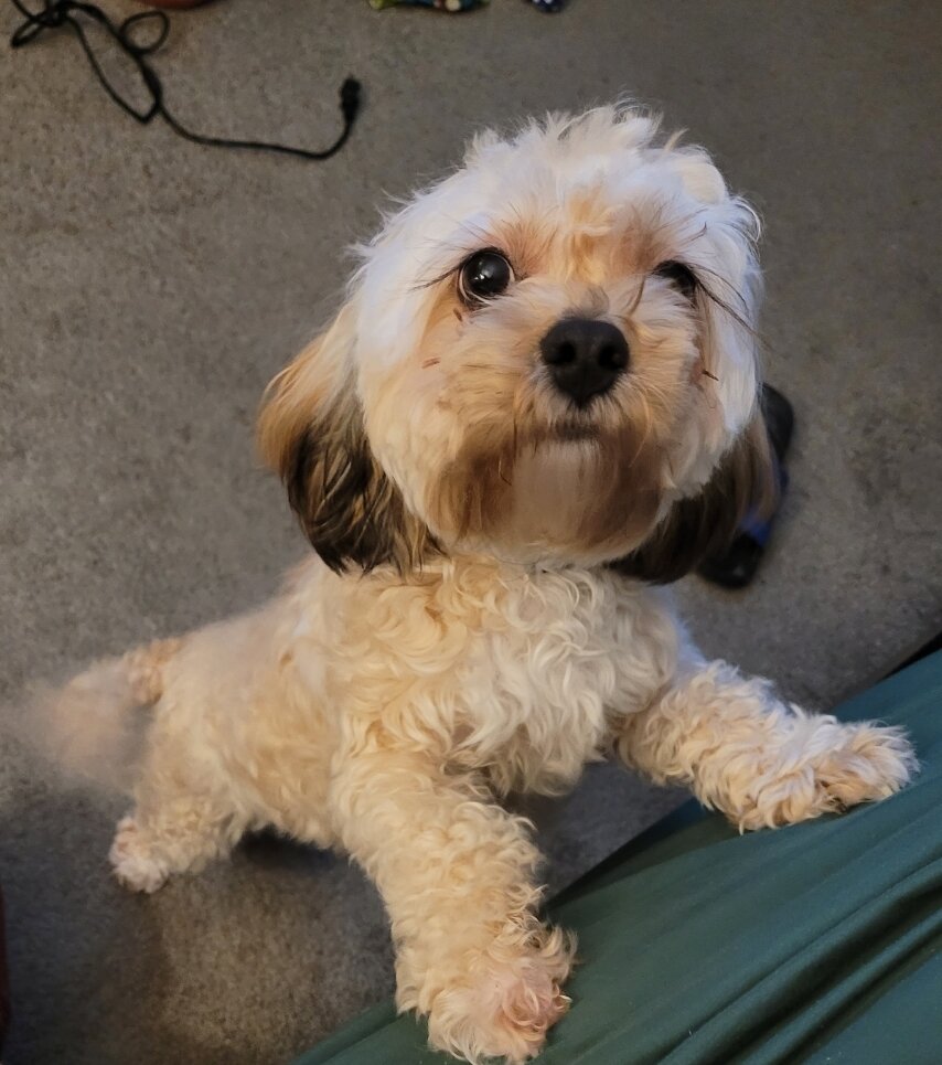 Maltipoo image 1