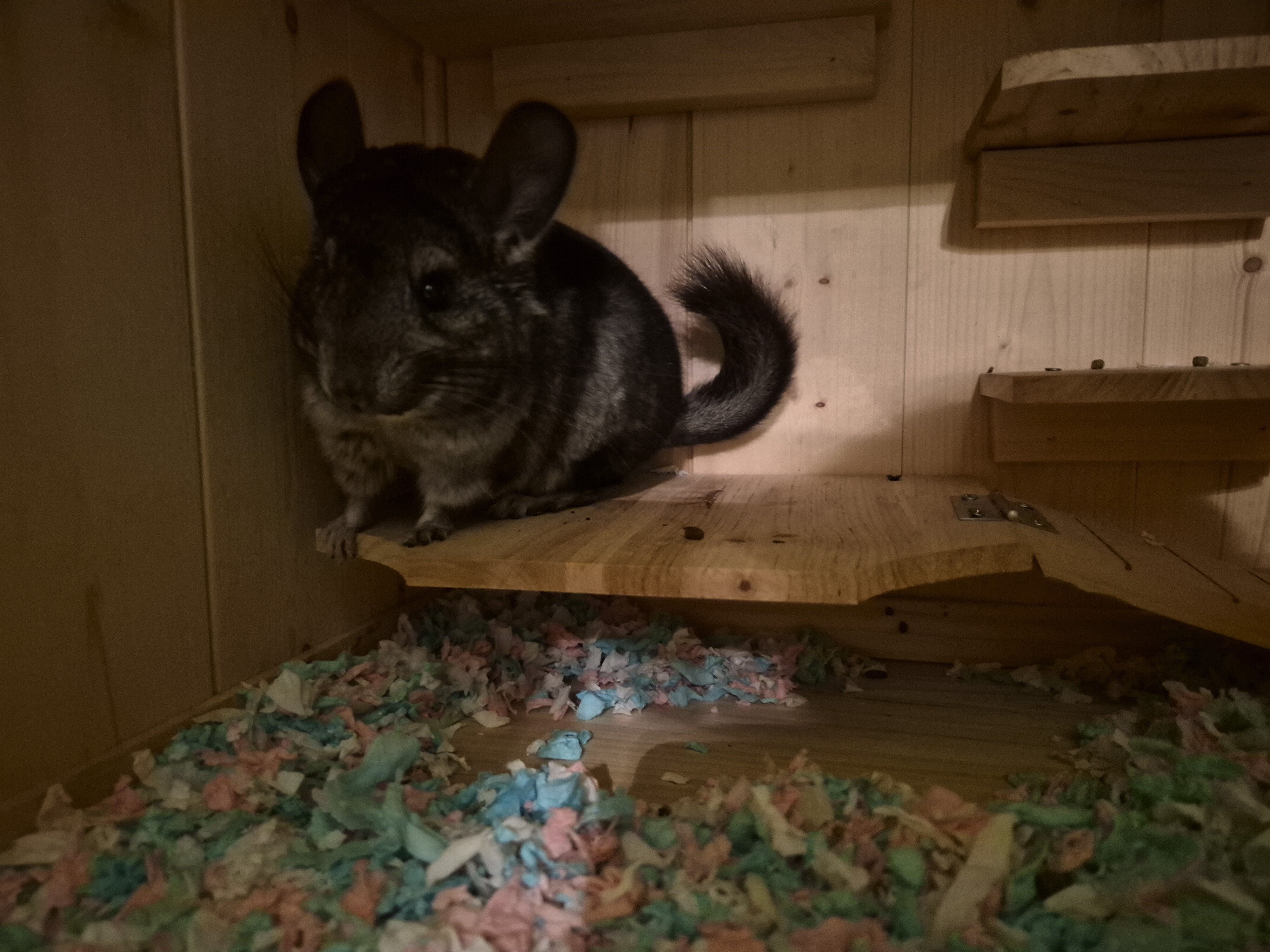 Chinchilla image 1