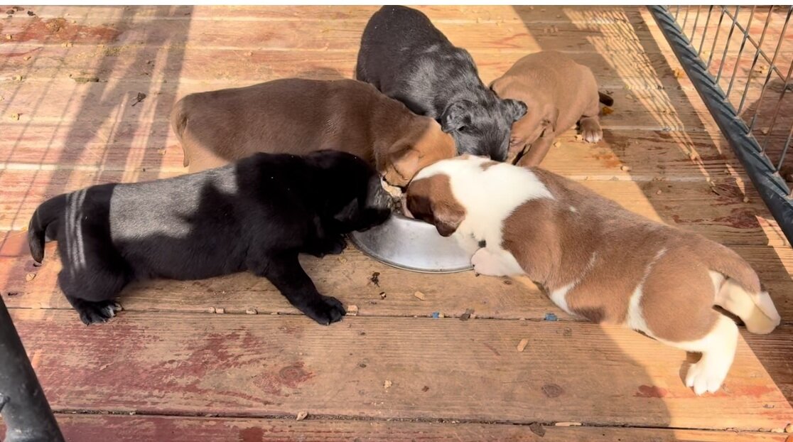 Mixed Breed Puppies image 1