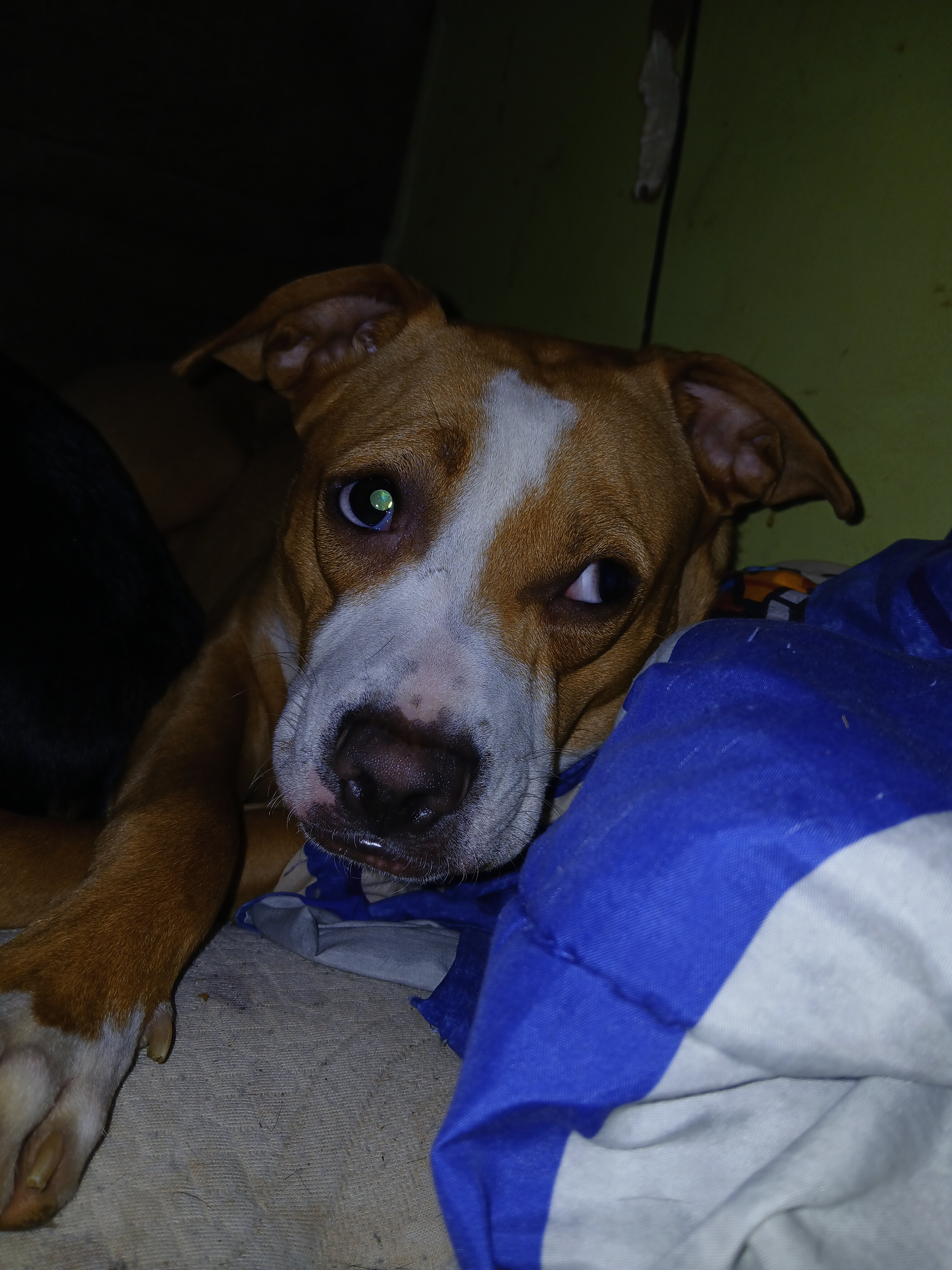 Pit lab mix image 1
