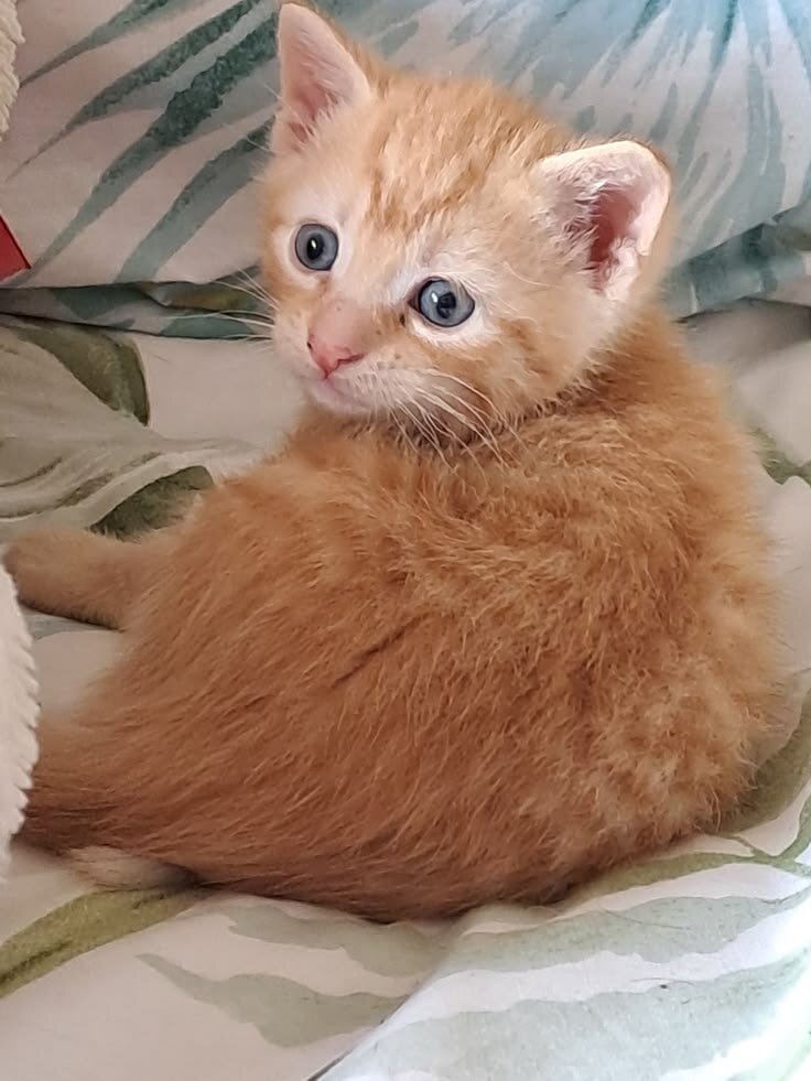 Cute❤️kitten image 2