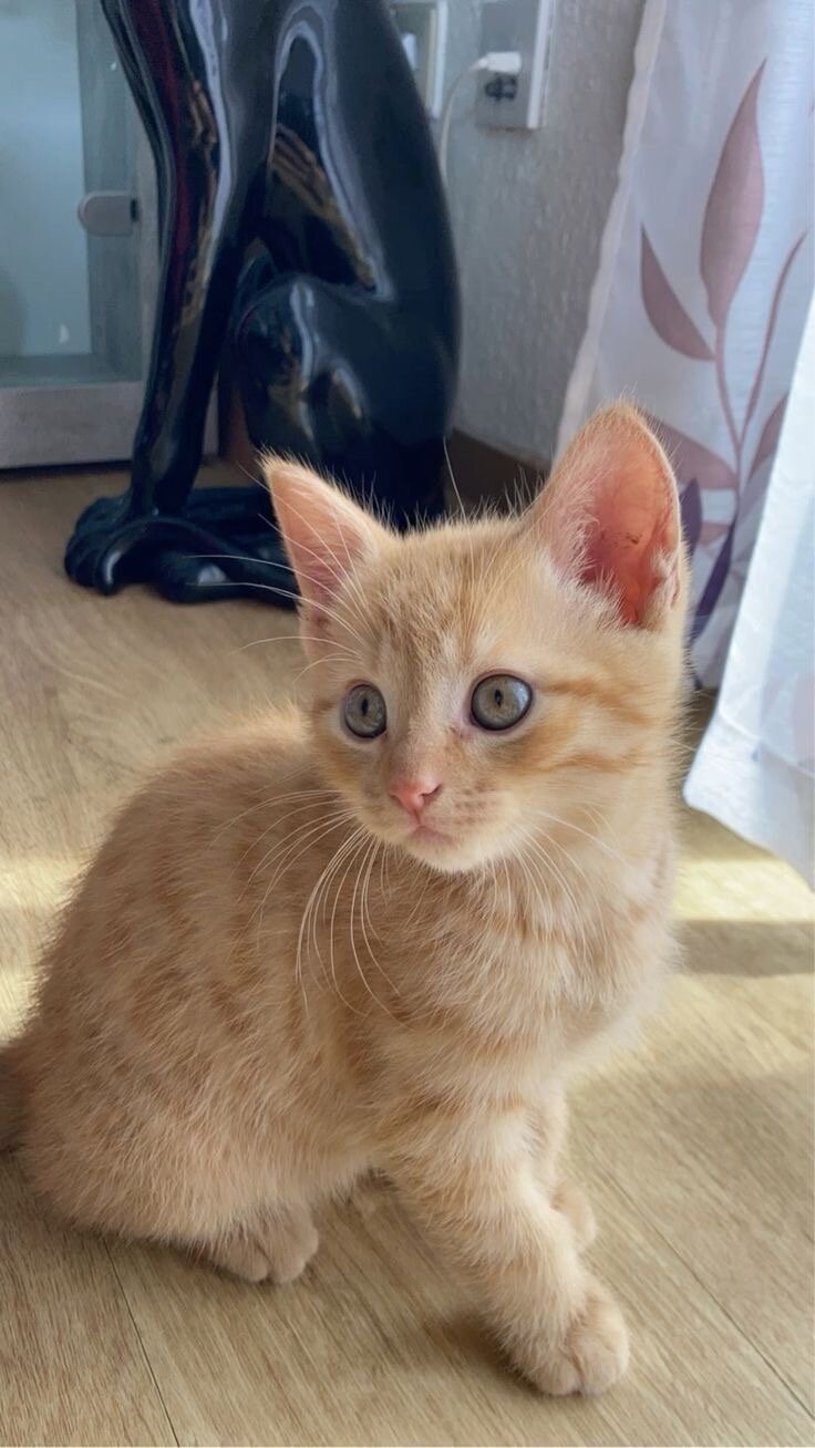 Cute❤️kitten image 1