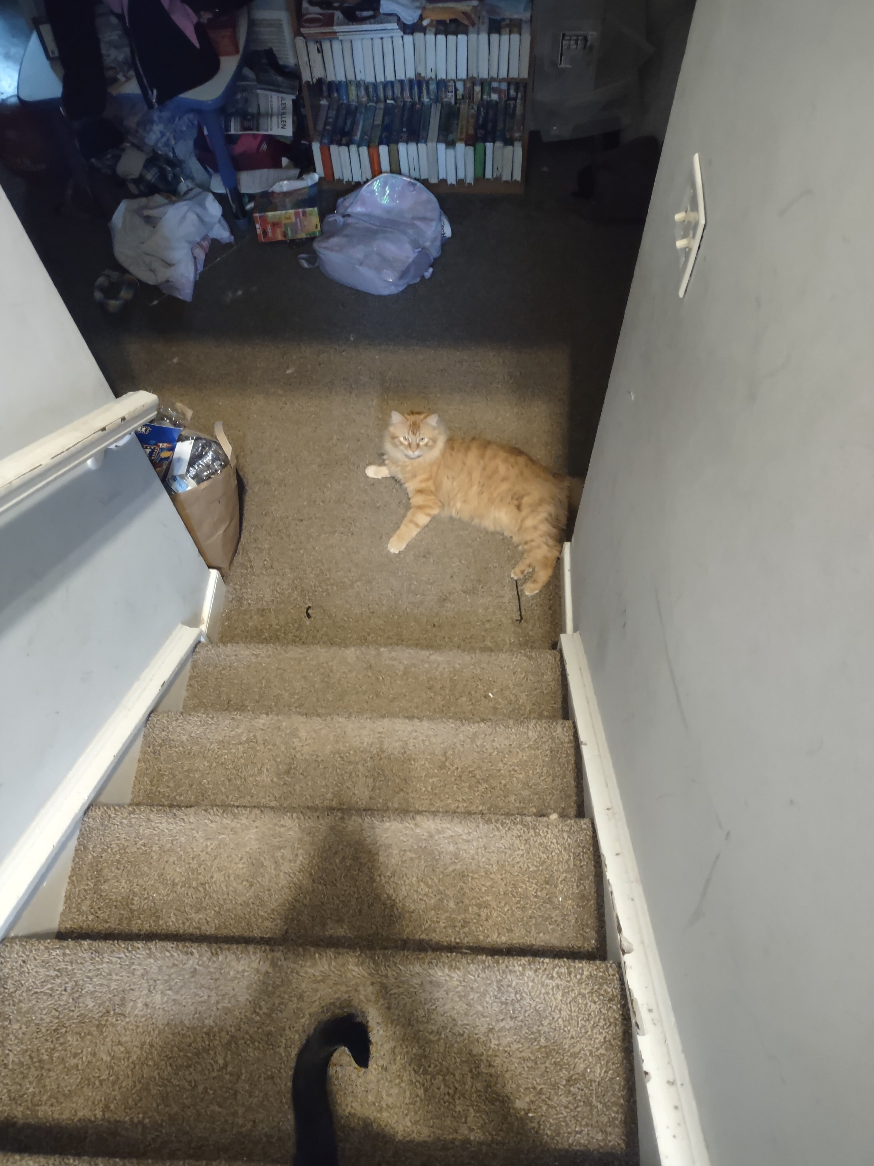 Orange Cat image 1