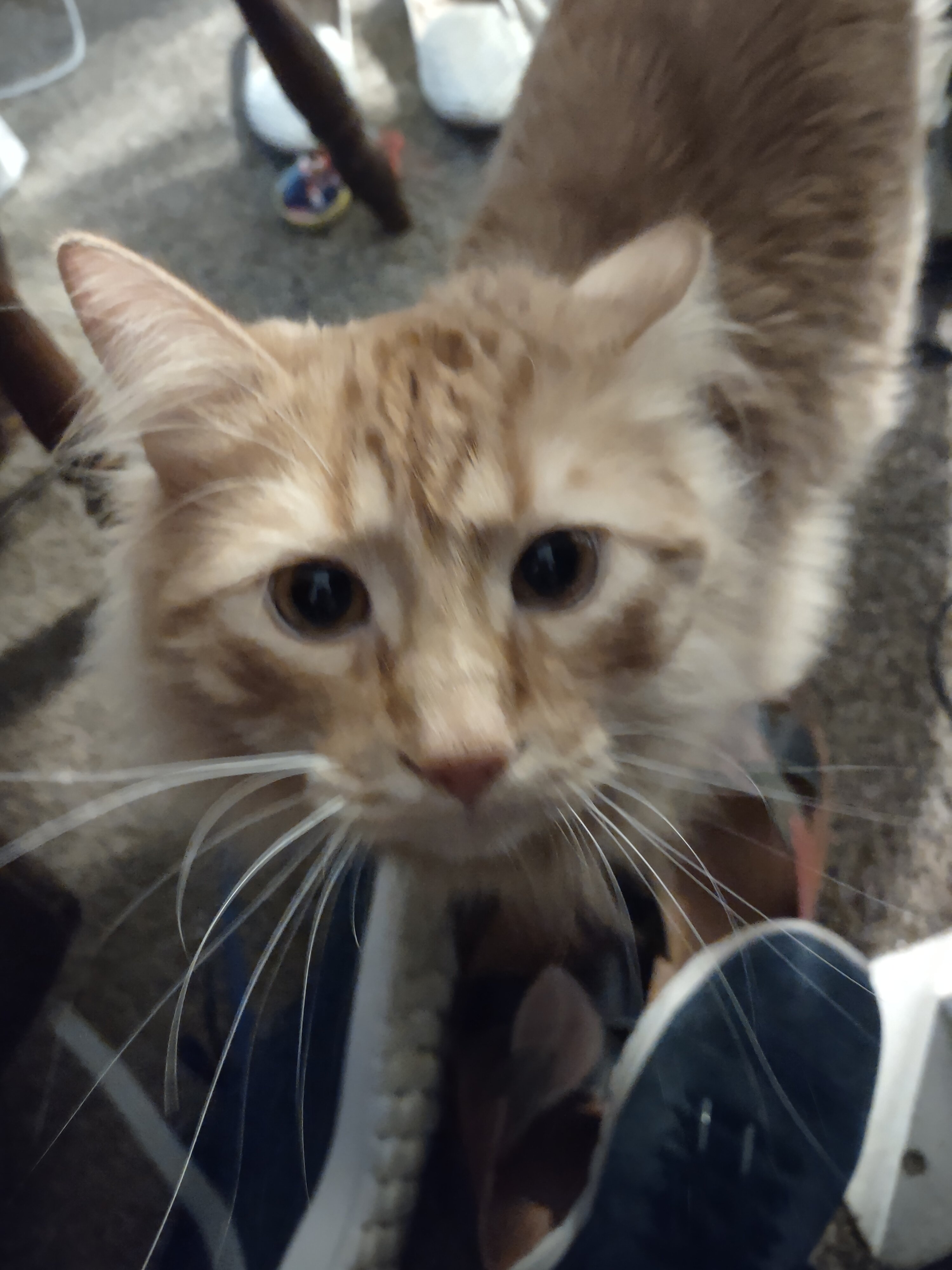 Orange Cat image 2
