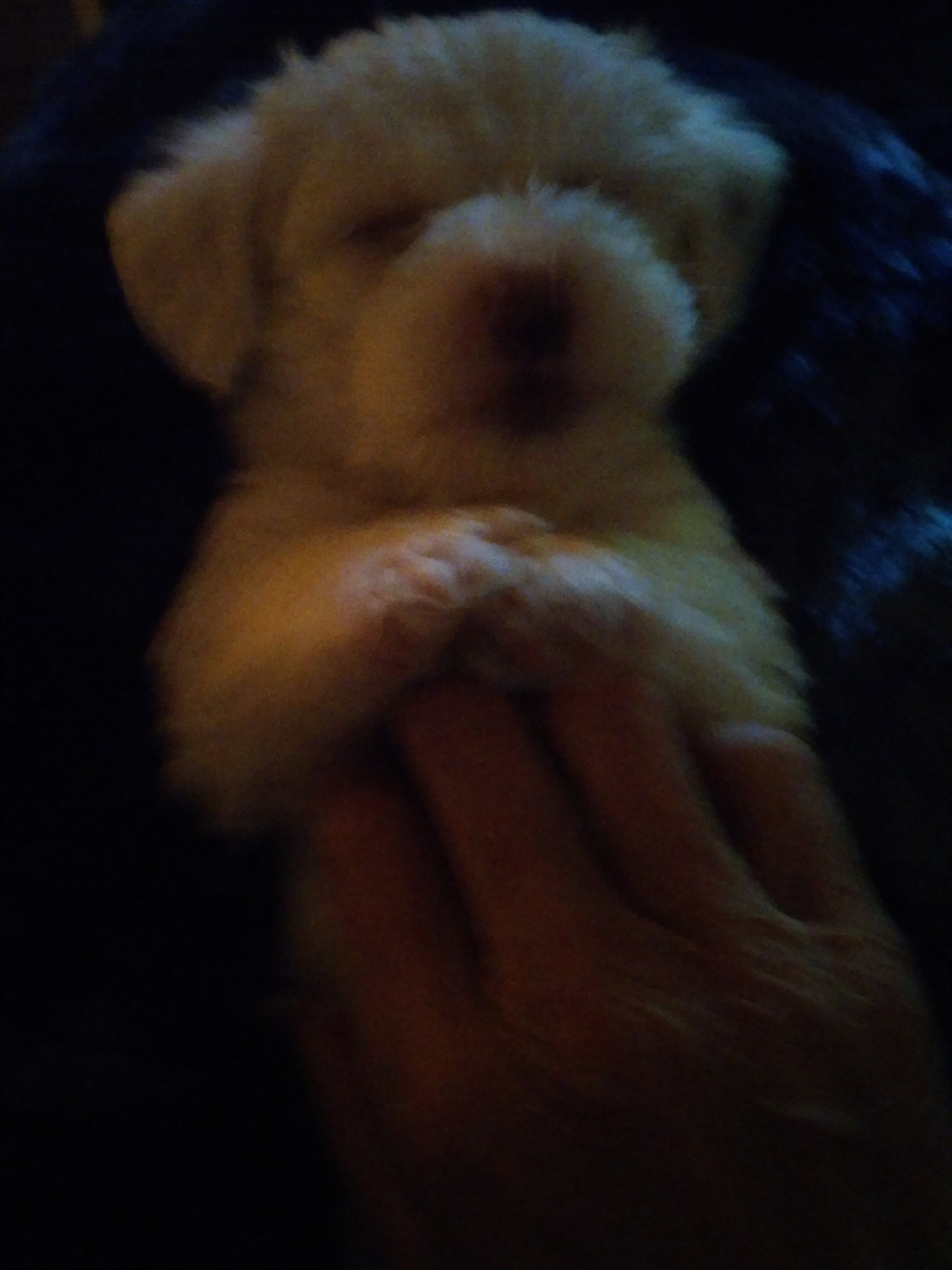 Havapoo Maltese puppies image 1