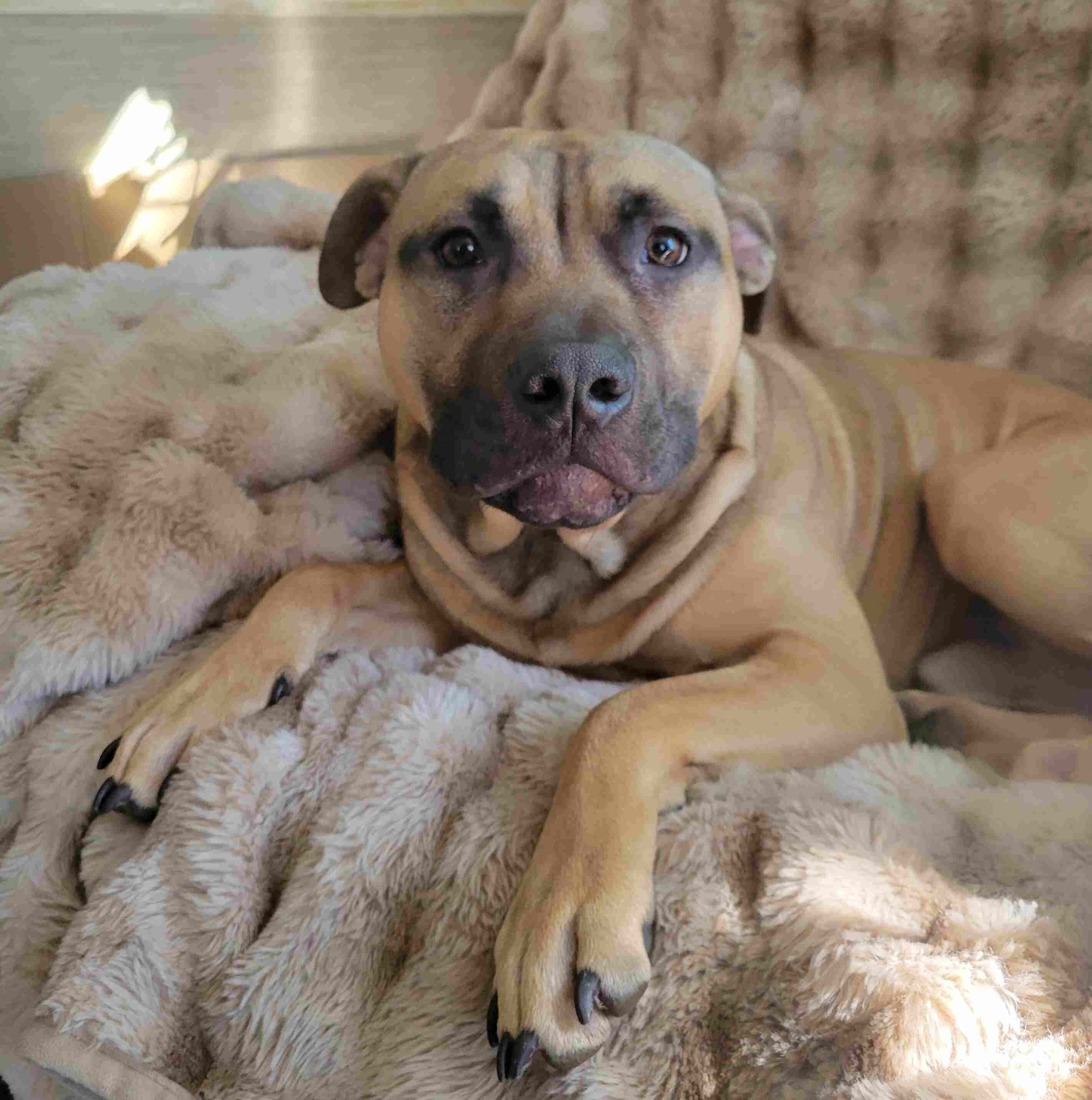 American Pit Bull Terrier (ADBA Registered) image 2