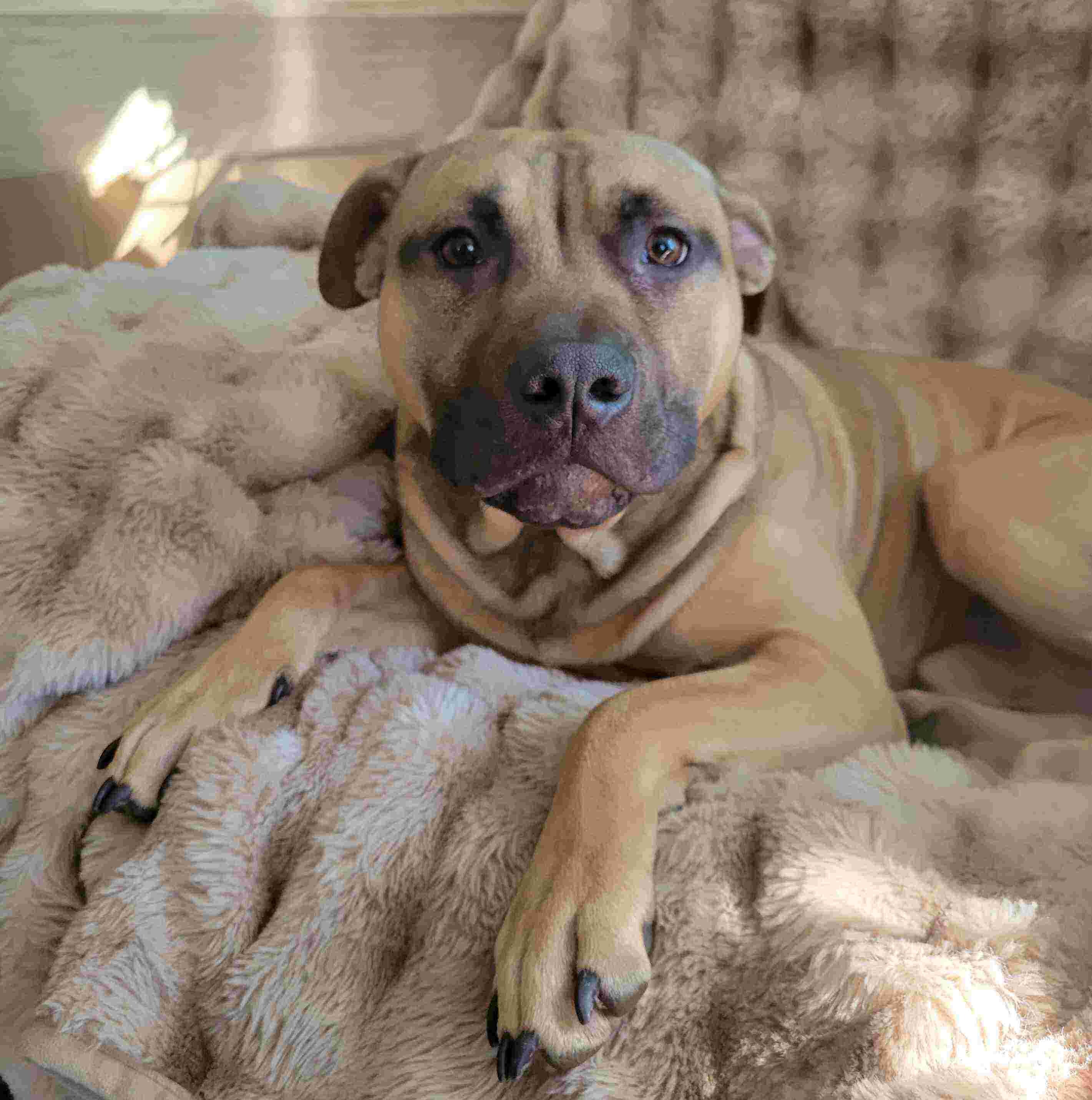American Pit Bull Terrier (ADBA Registered) image 3