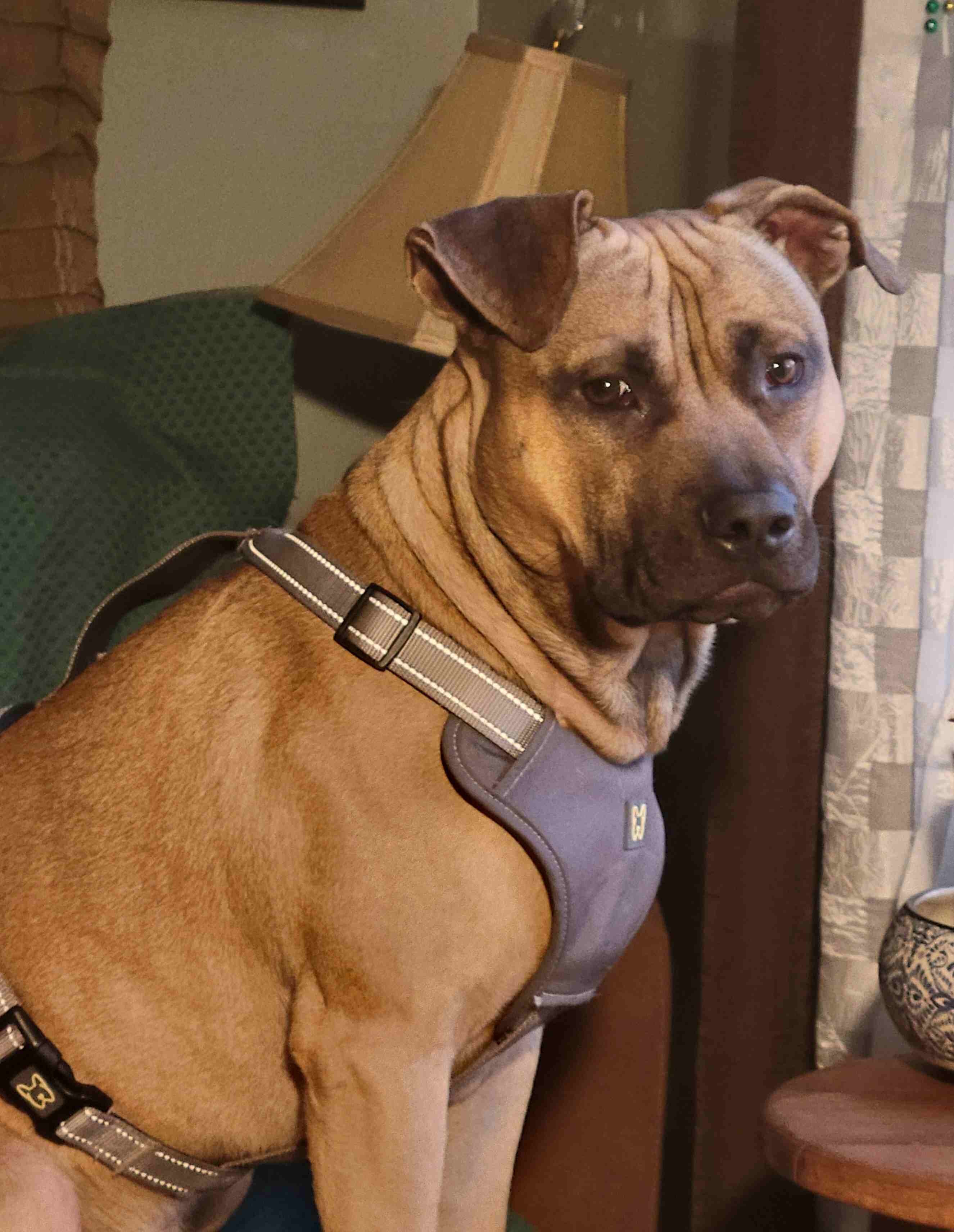 American Pit Bull Terrier (ADBA Registered) image 1