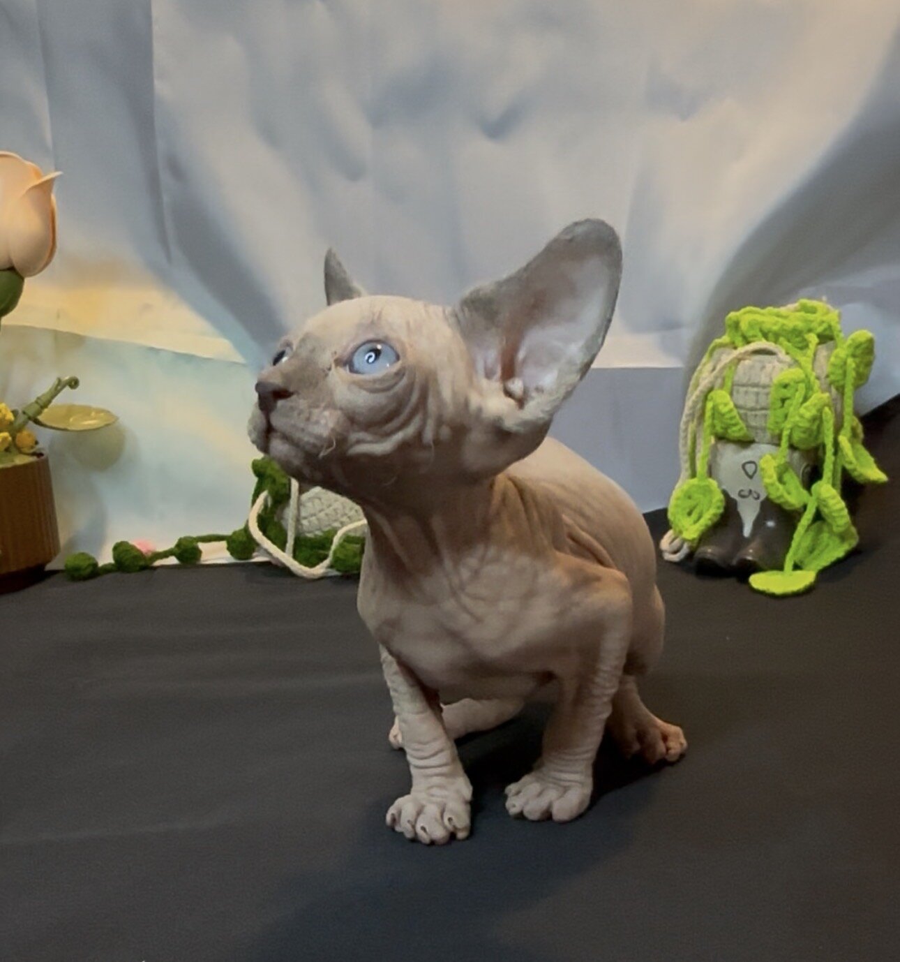 Sphynx kittens image 5