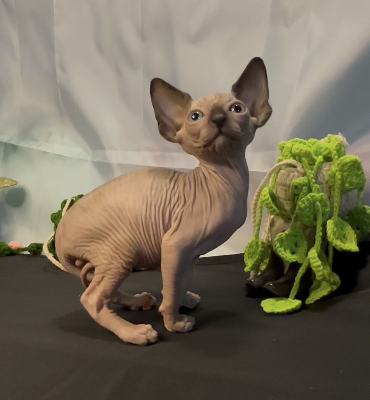 Sphynx kittens image 6