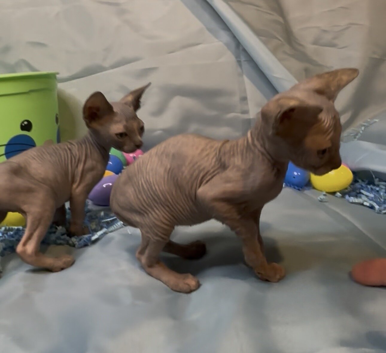 Sphynx kittens image 9