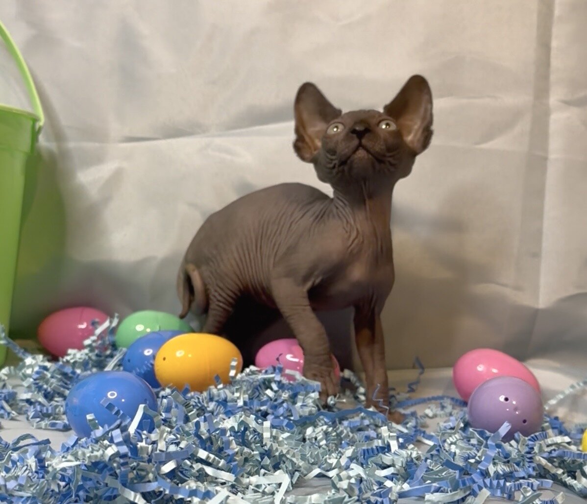 Sphynx kittens image 4