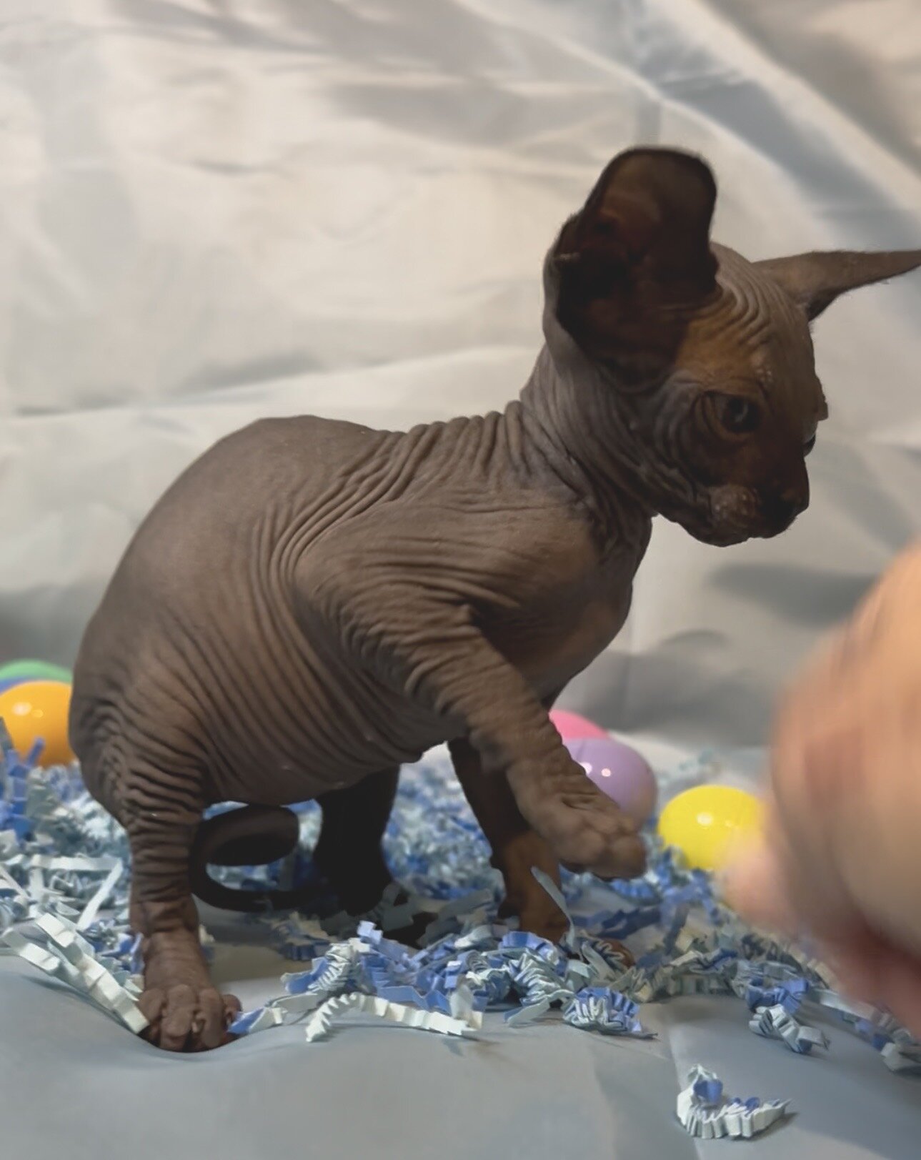 Sphynx kittens image 3