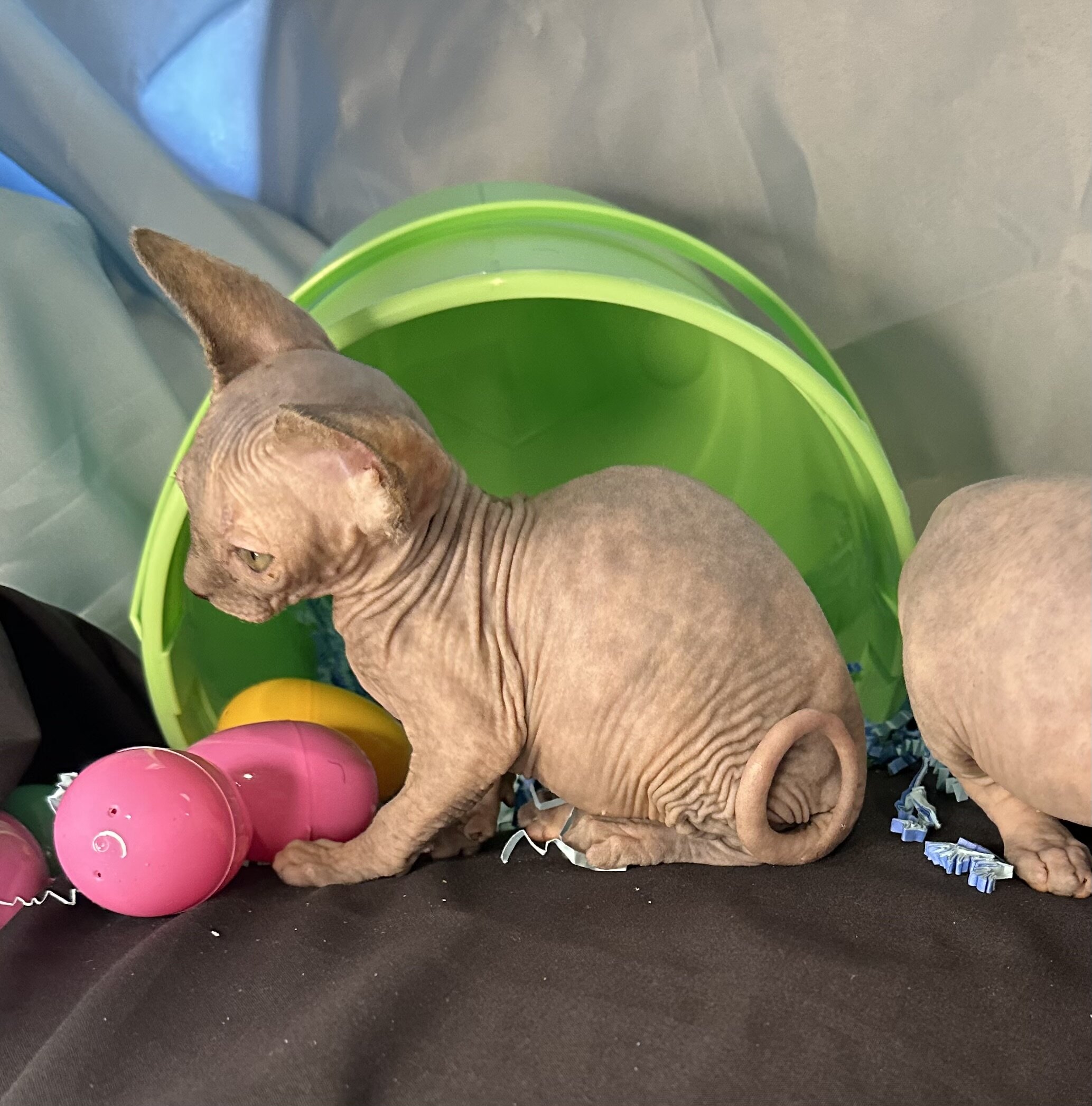 Sphynx kittens image 2