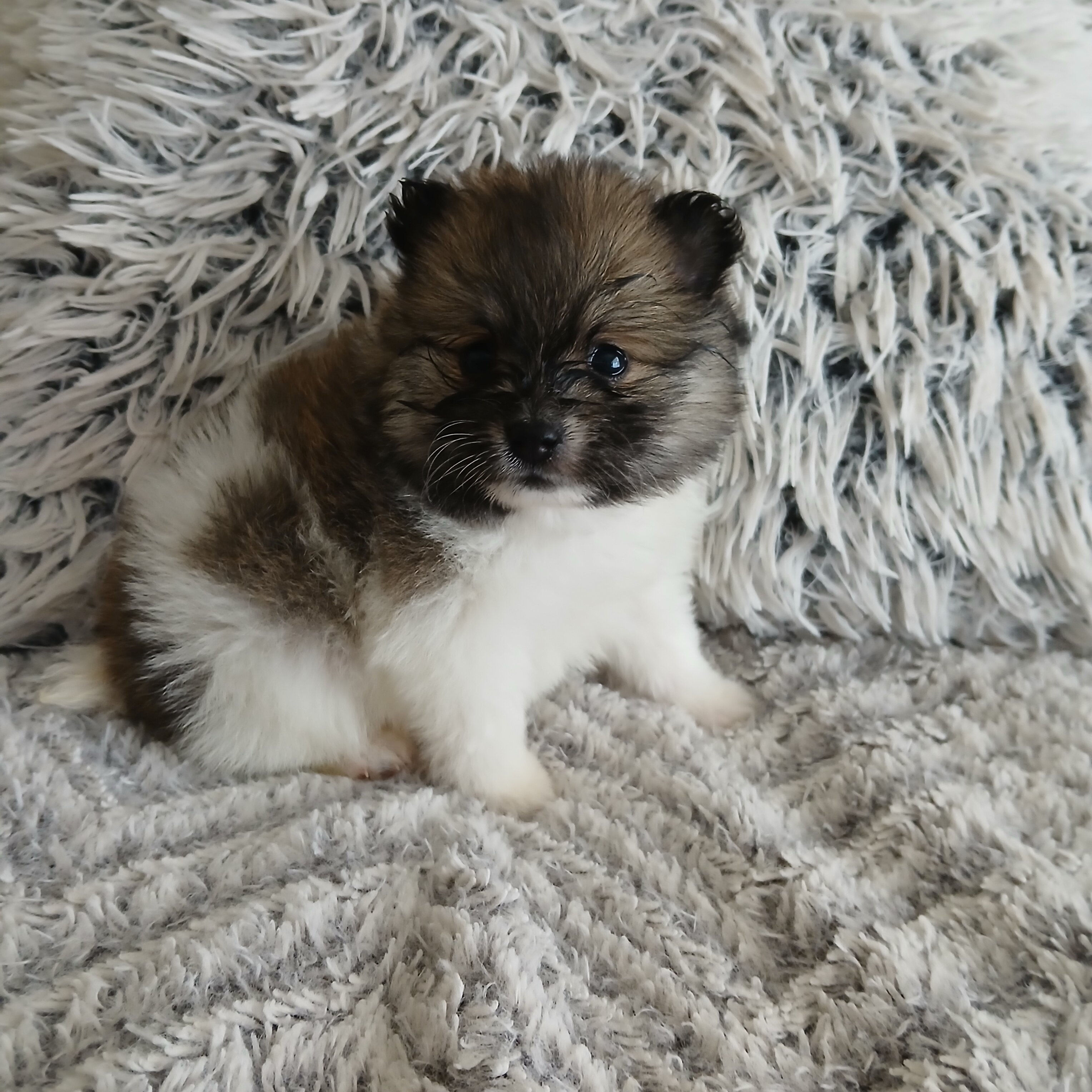 Toy Pomeranian image 4