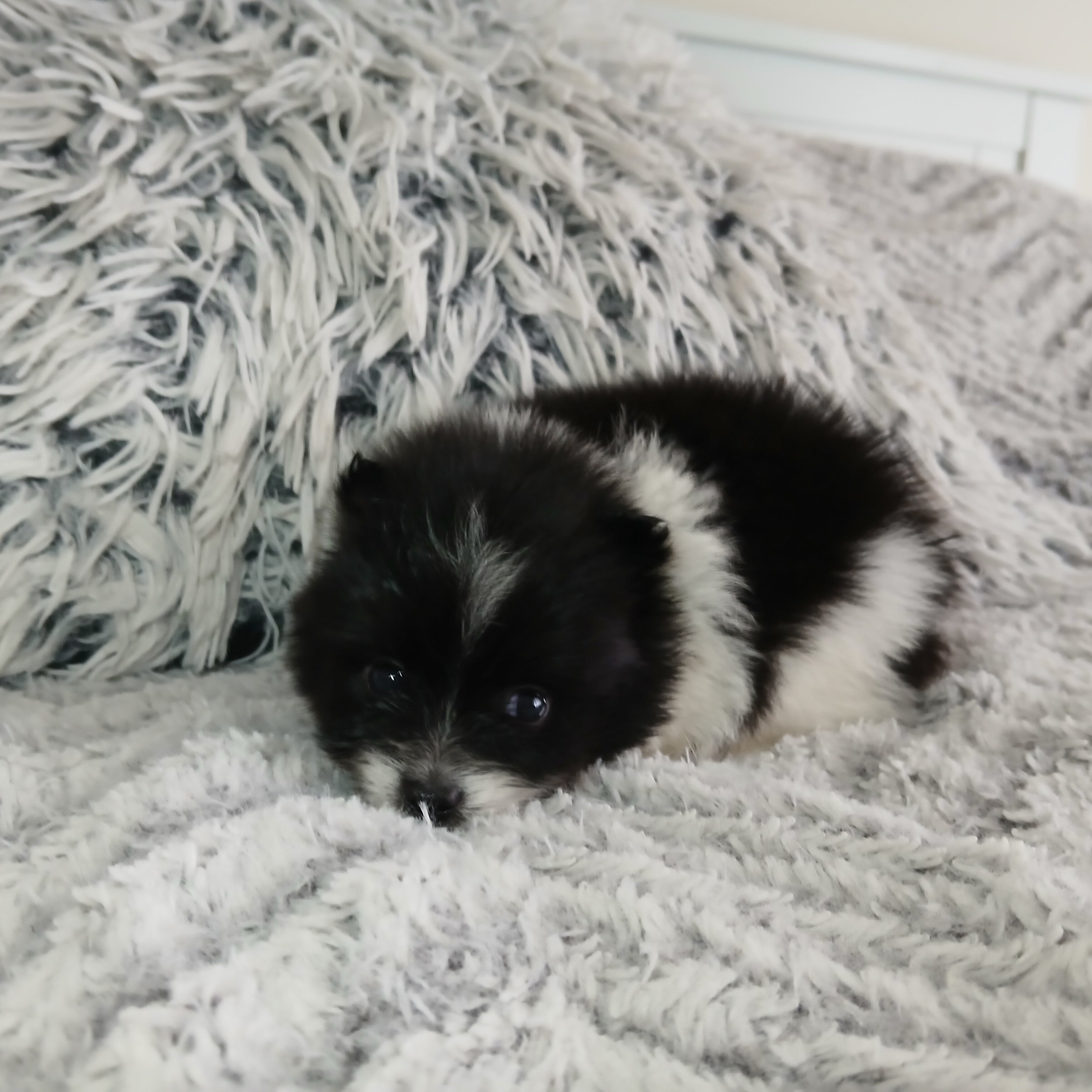 Toy Pomeranian image 2
