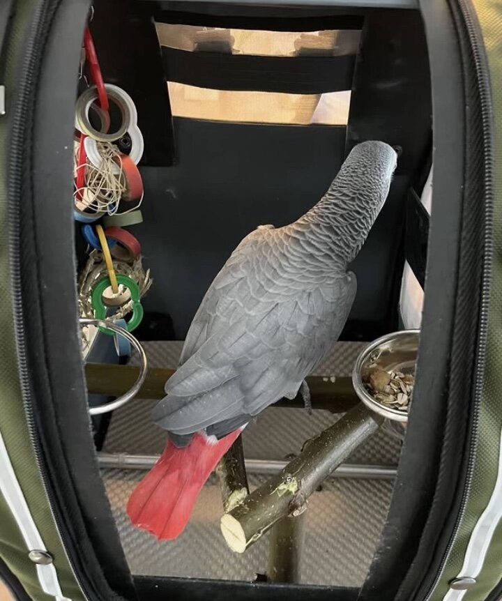 Hand-tame African Grey Parrot – Comes with cage & image 2