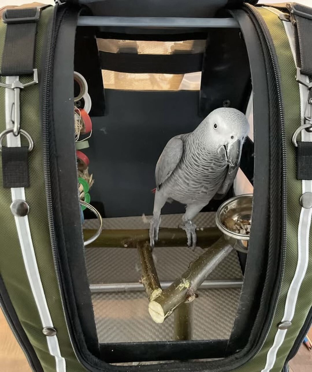 Hand-tame African Grey Parrot – Comes with cage & image 4