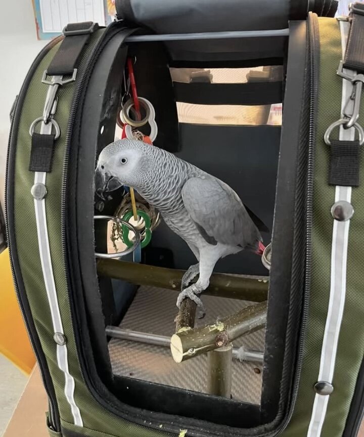 Hand-tame African Grey Parrot – Comes with cage & image 1