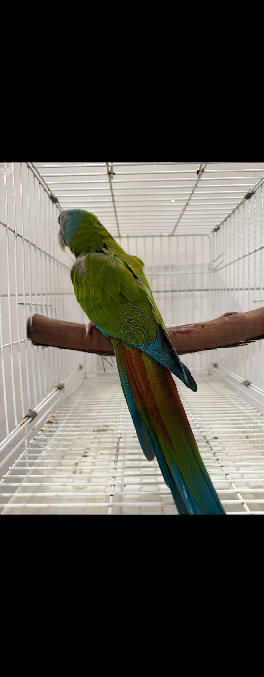 Blue headed macaw image 1