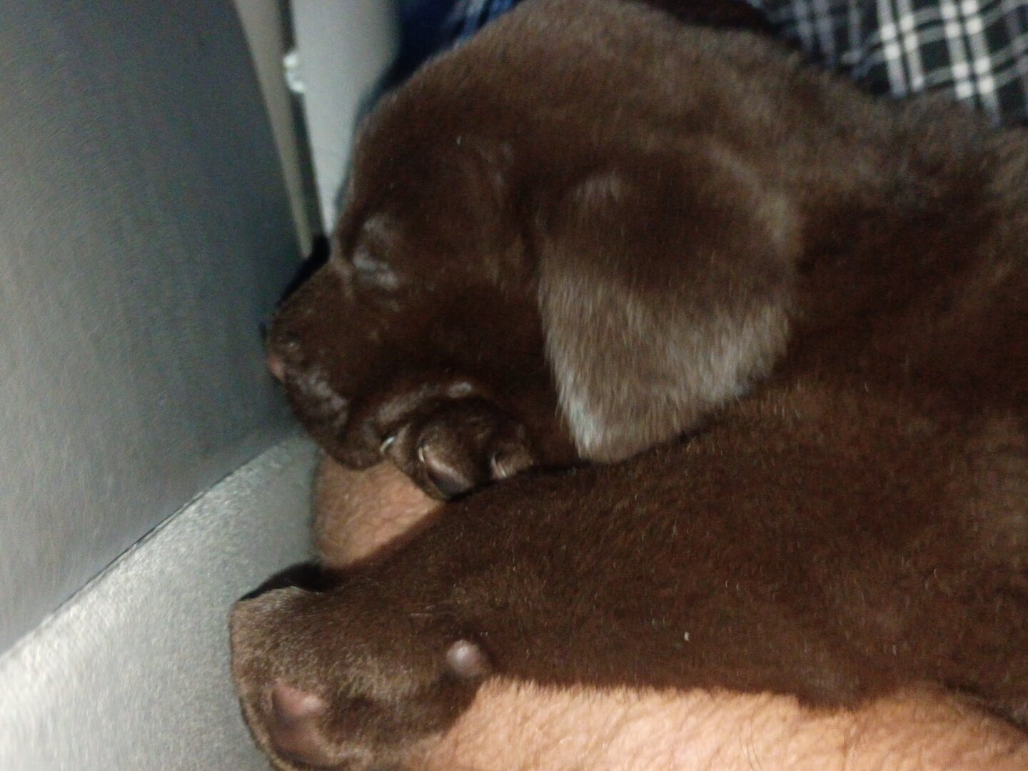 AKC Chocolate Labrador Retrievers image 1