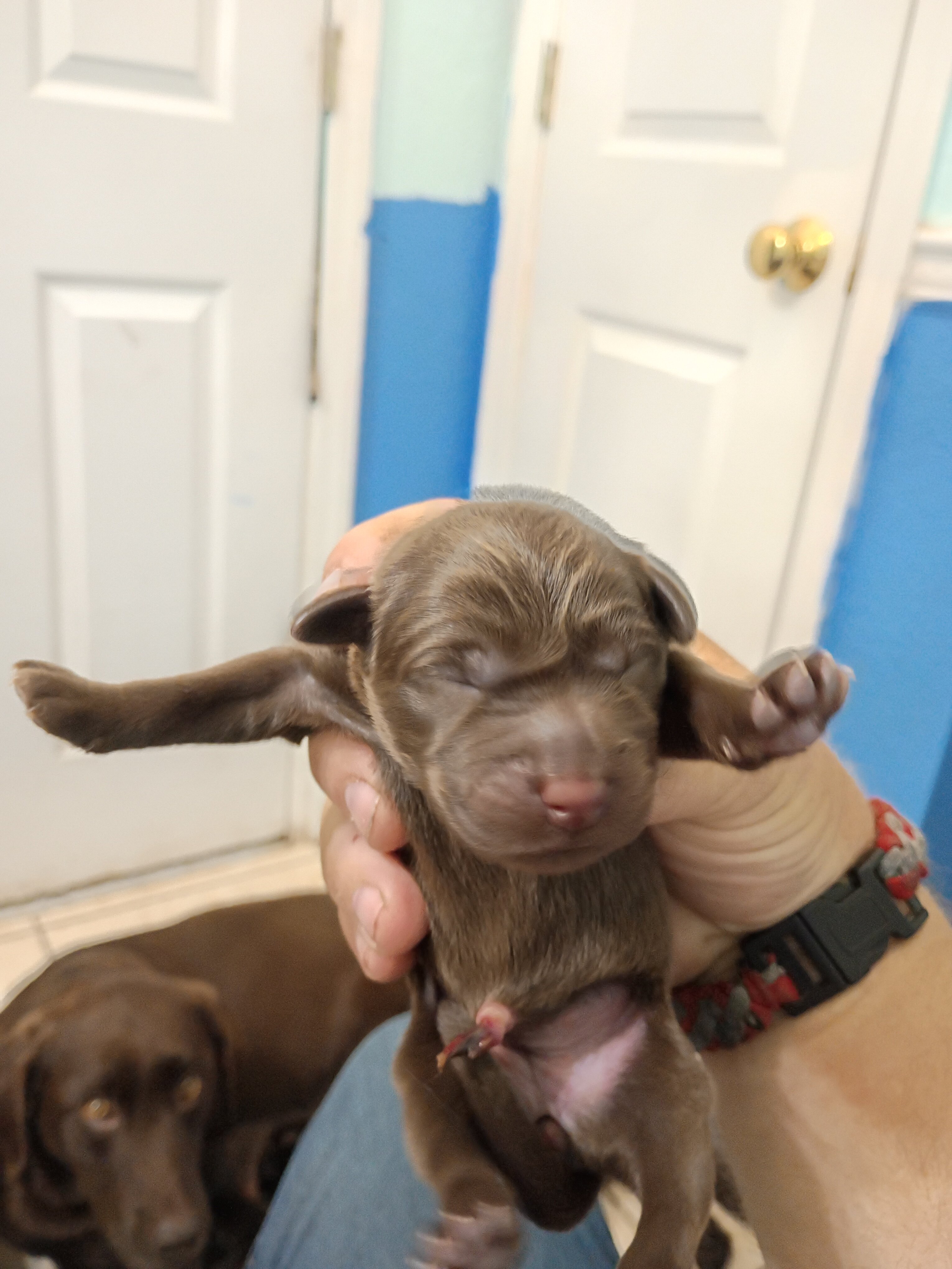AKC Chocolate Labrador Retrievers image 5