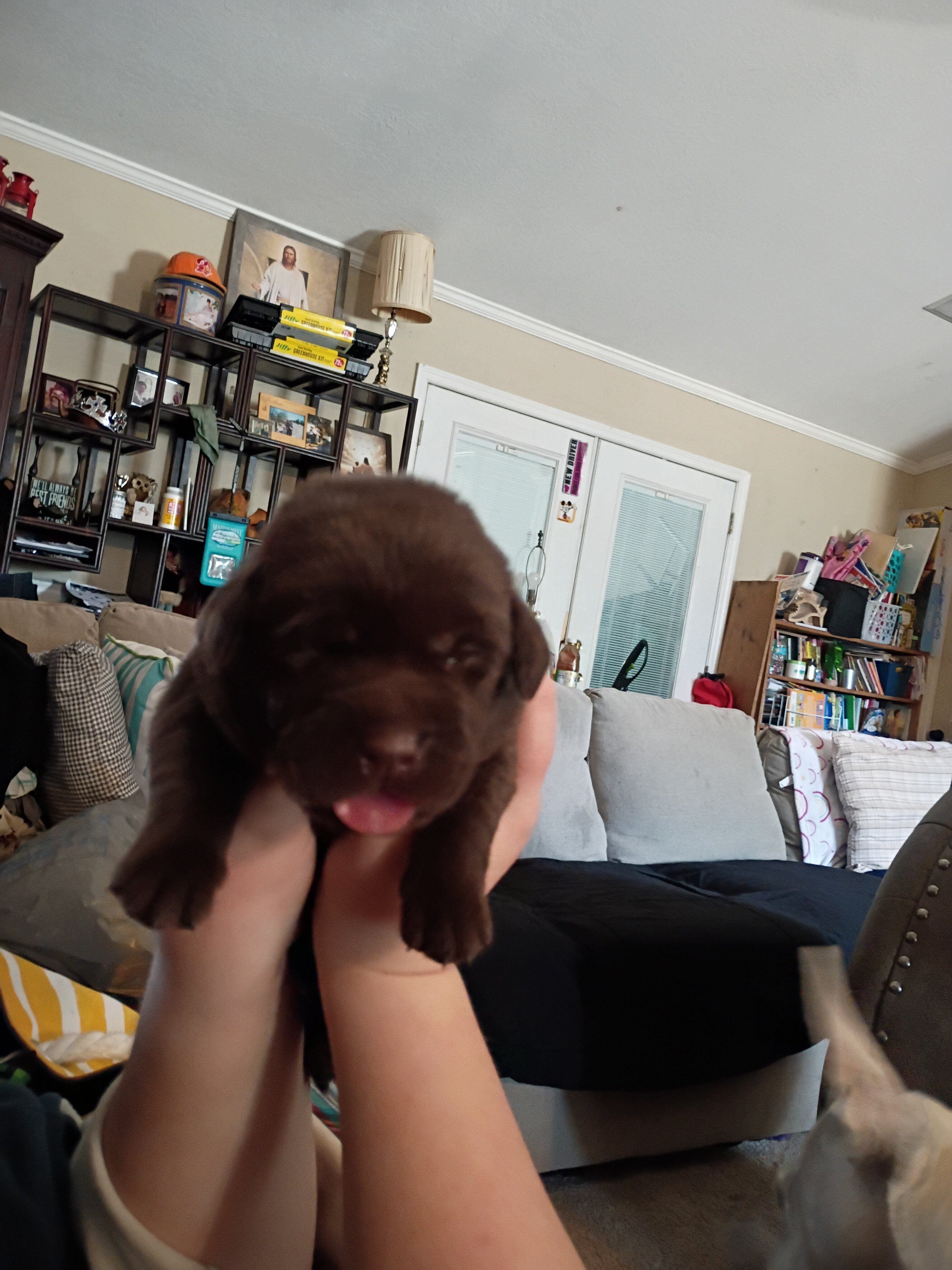 AKC Chocolate Labrador Retrievers image 6