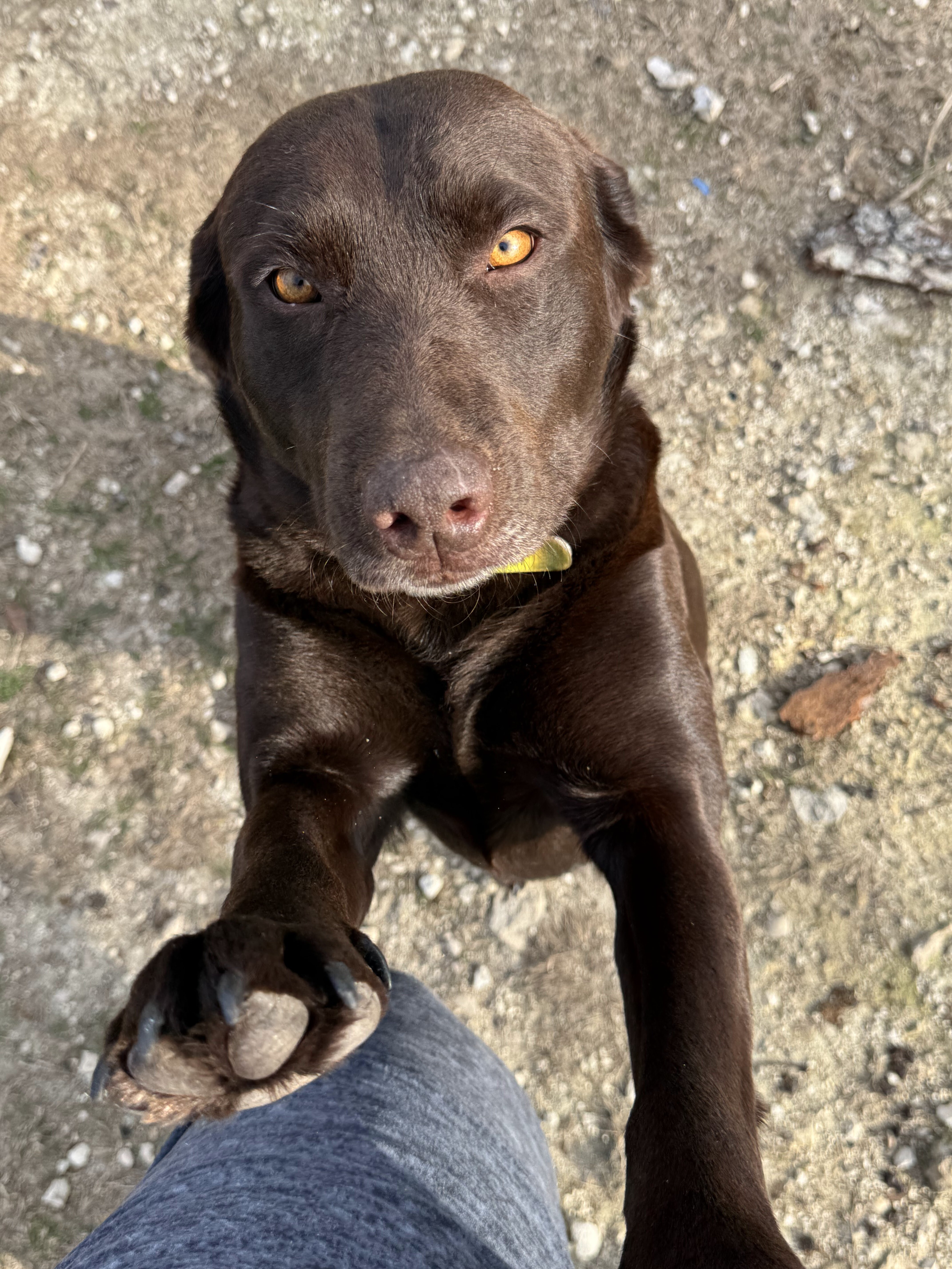 AKC Chocolate Labrador Retrievers image 7