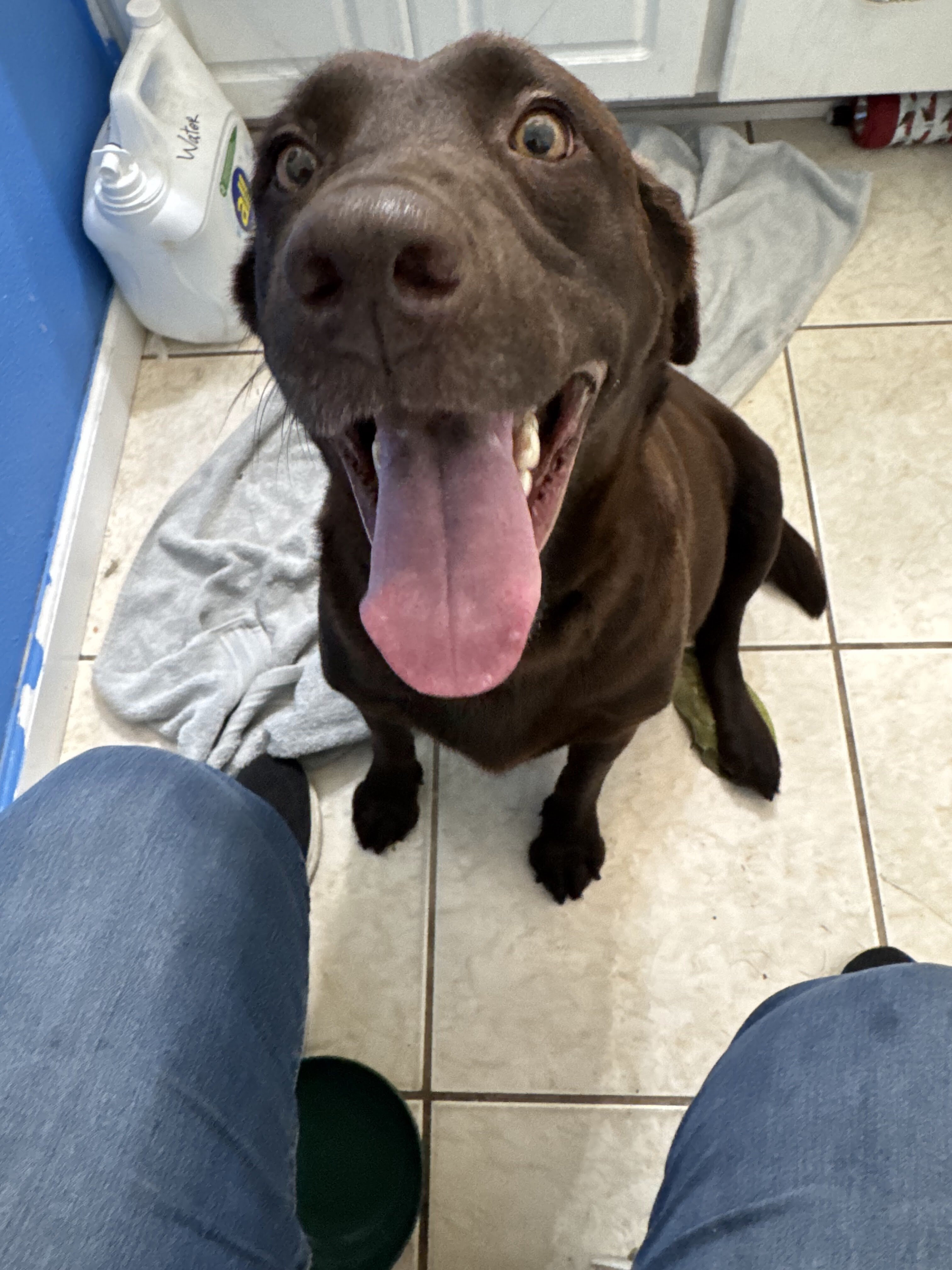 AKC Chocolate Labrador Retrievers image 3