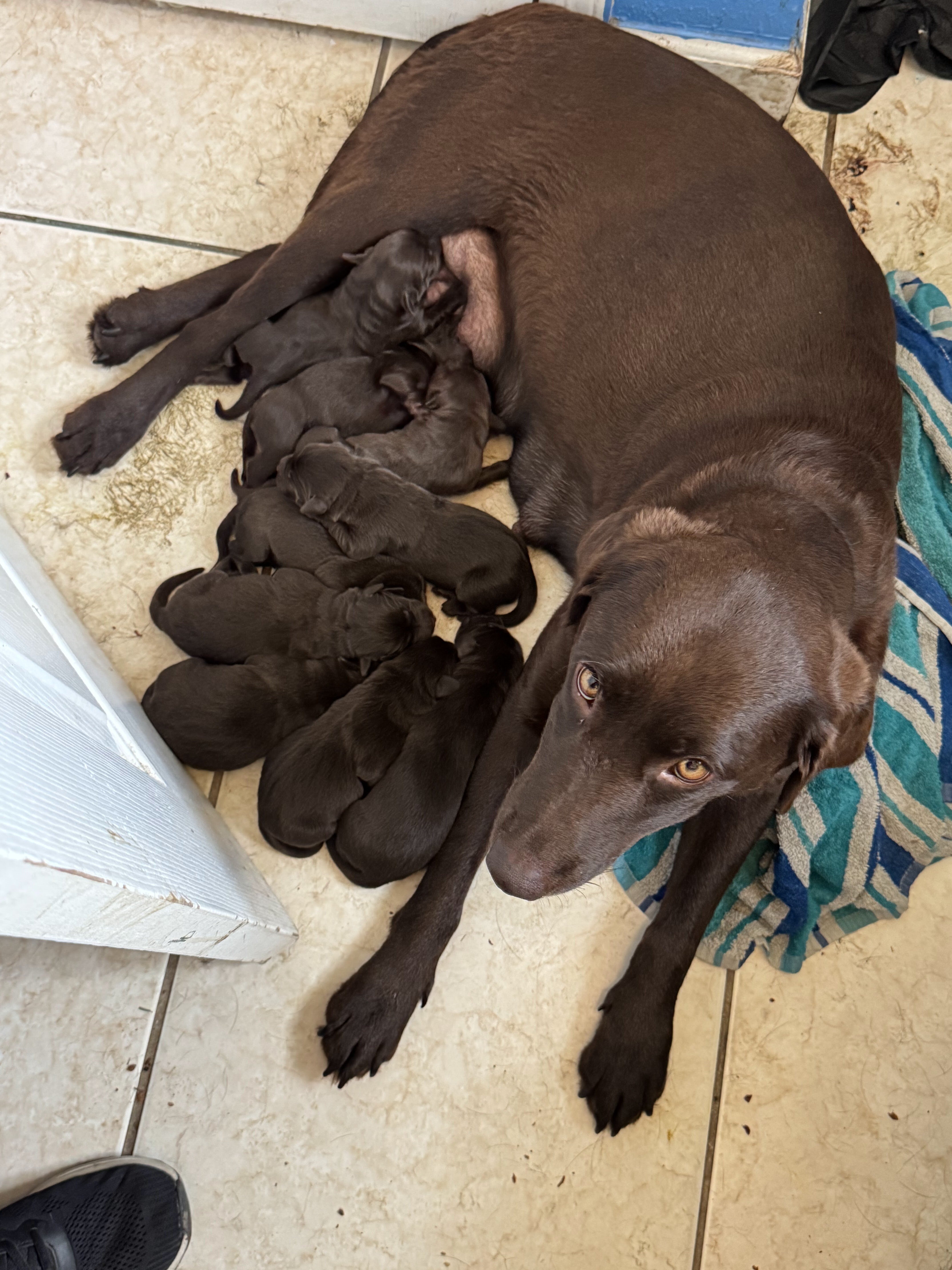 AKC Chocolate Labrador Retrievers image 4