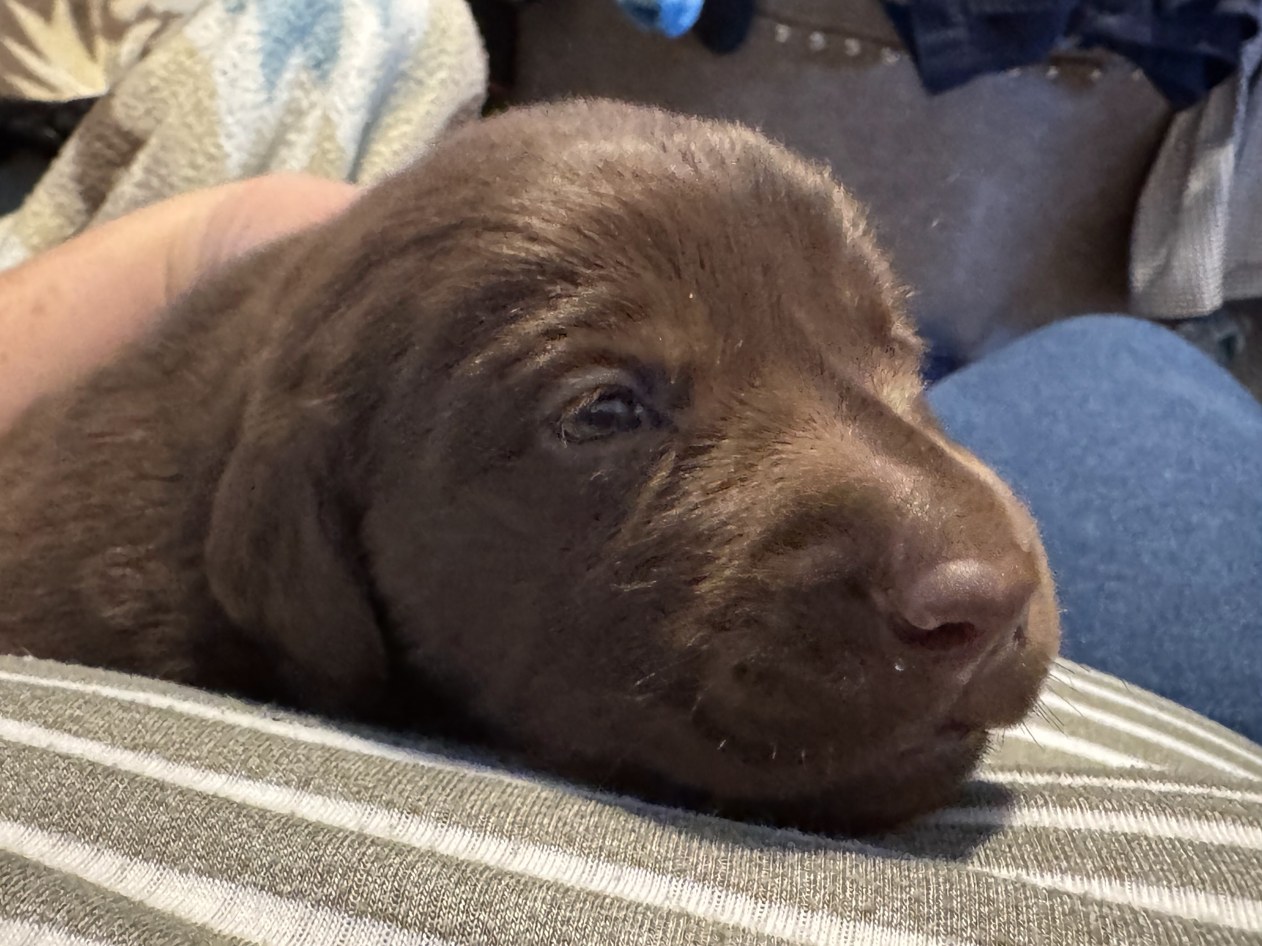 AKC Chocolate Labrador Retrievers image 2