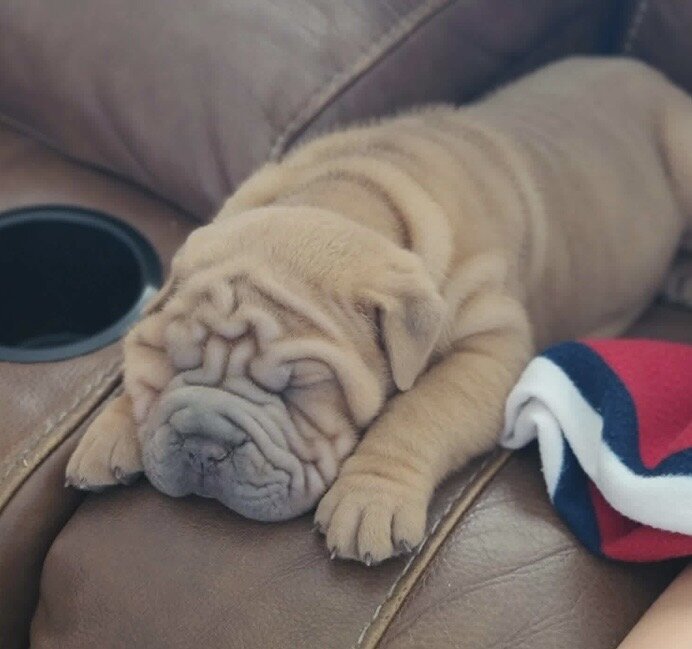 Shar Pei puppies image 1