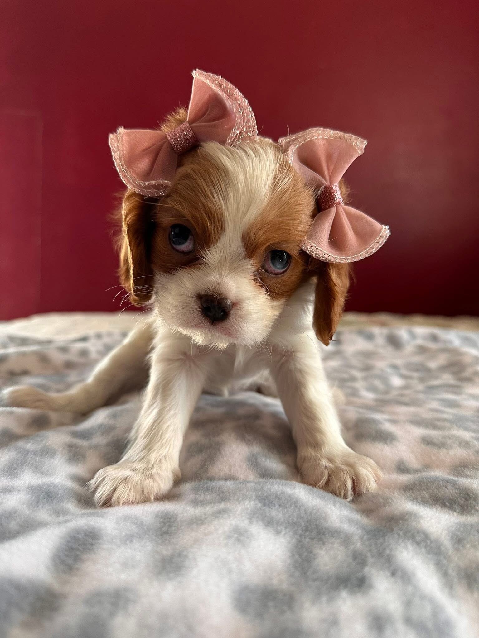 Puppies image 4