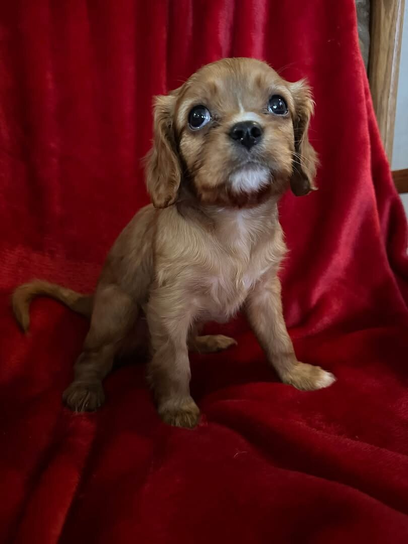 Puppies image 2