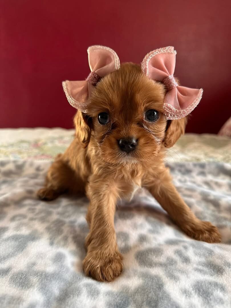 Puppies image 1