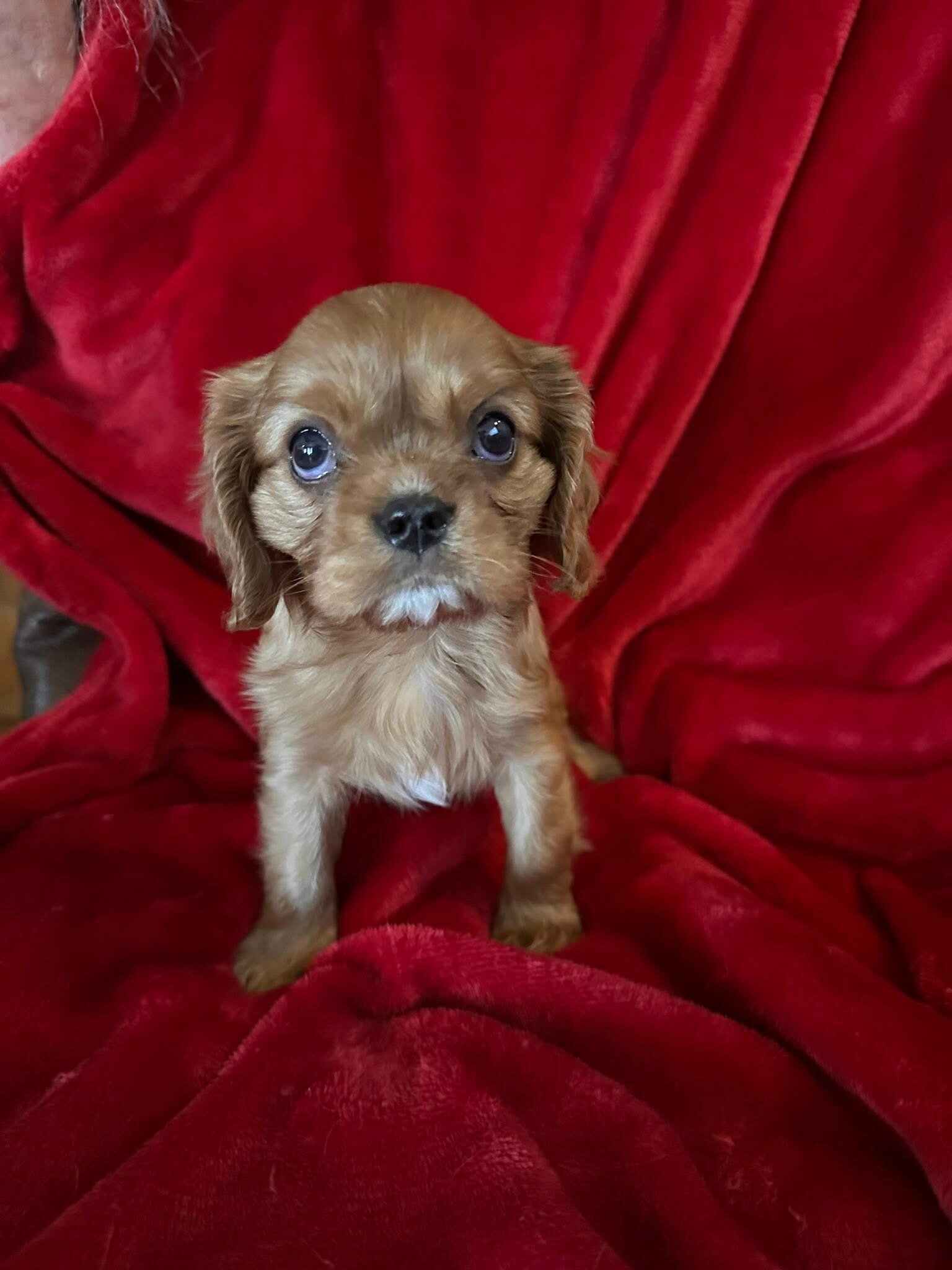 Puppies image 5