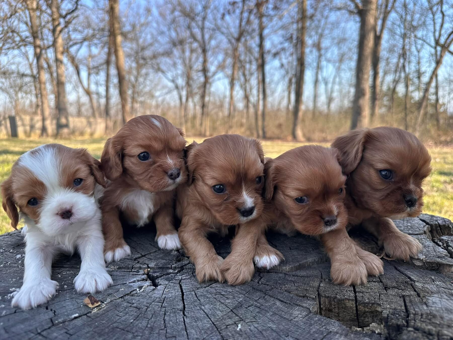 Puppies image 6