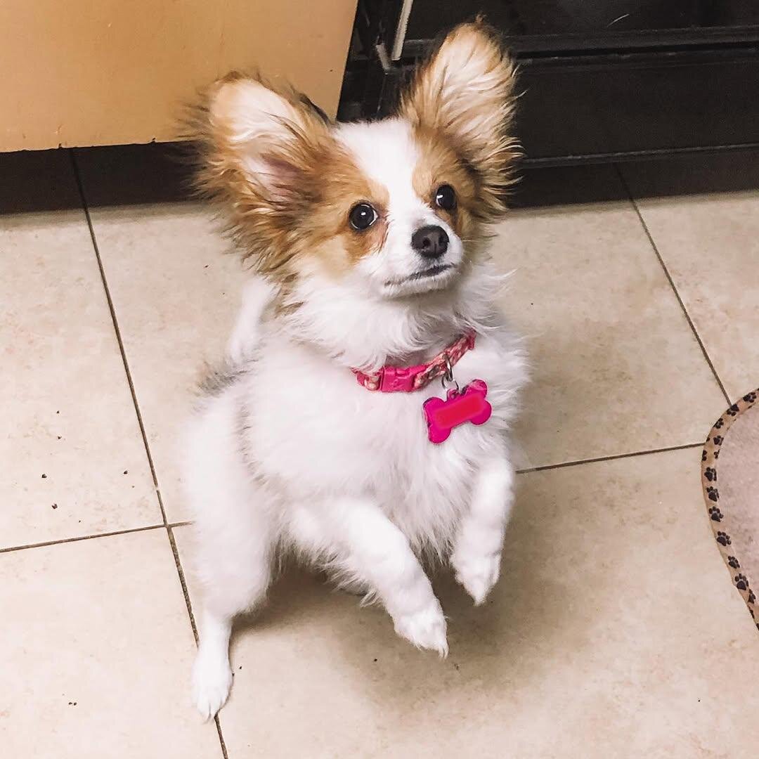 Papillon Puppy image 2
