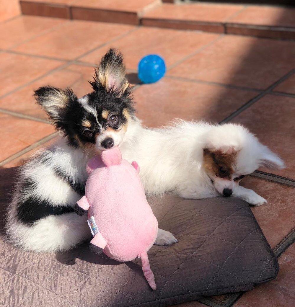 Papillon Puppy image 1