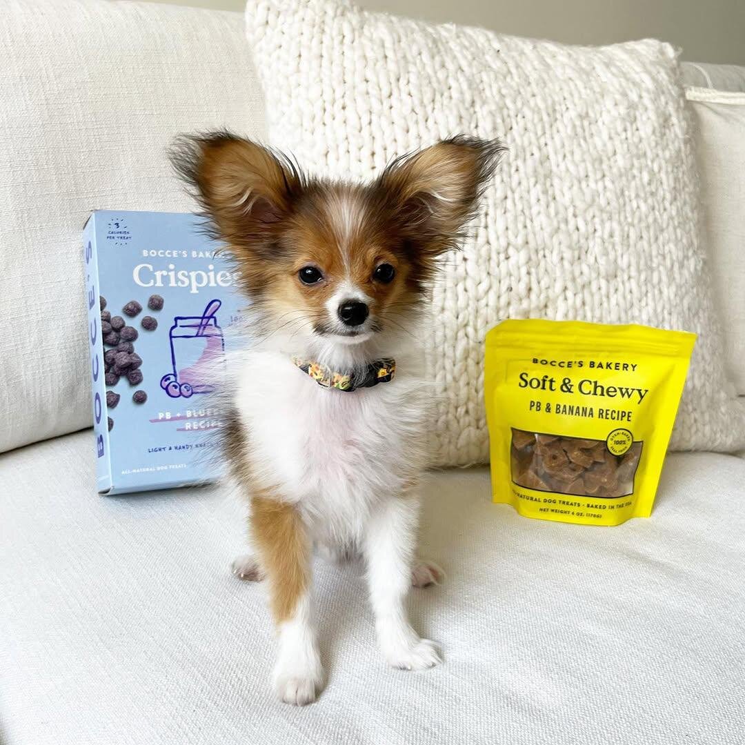 Papillon Puppy image 6