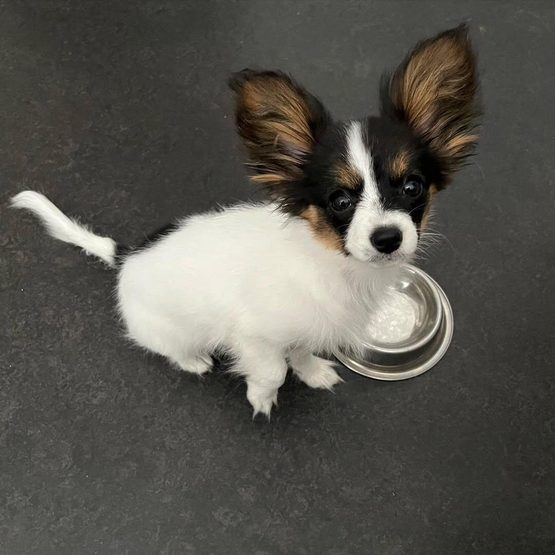 Papillon Puppy image 3