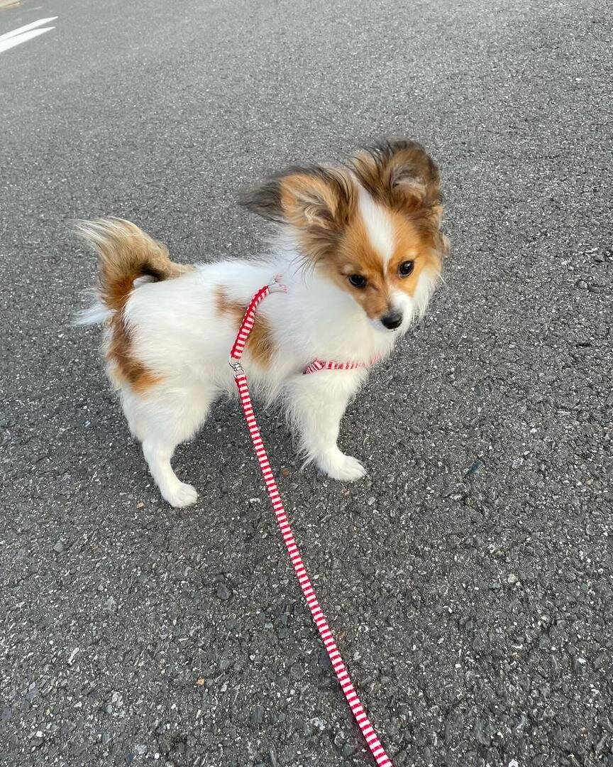 Papillon Puppy image 4