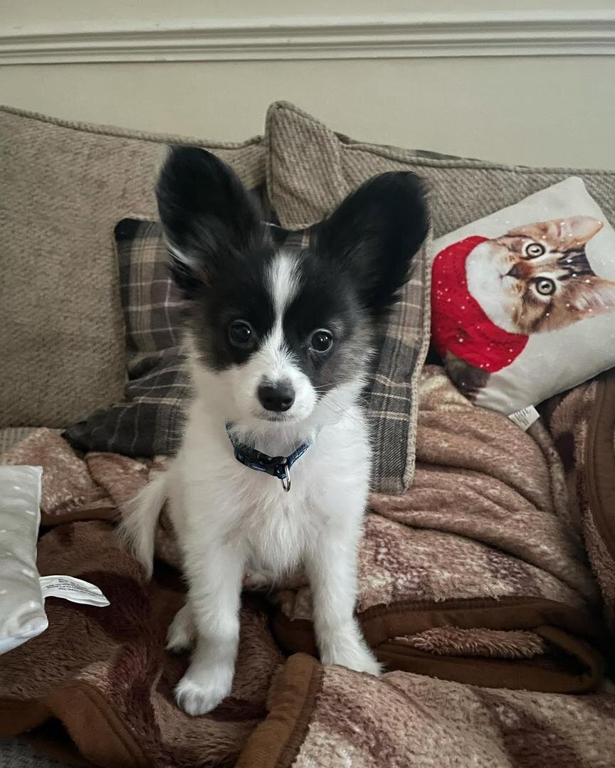 Papillon Puppy image 5