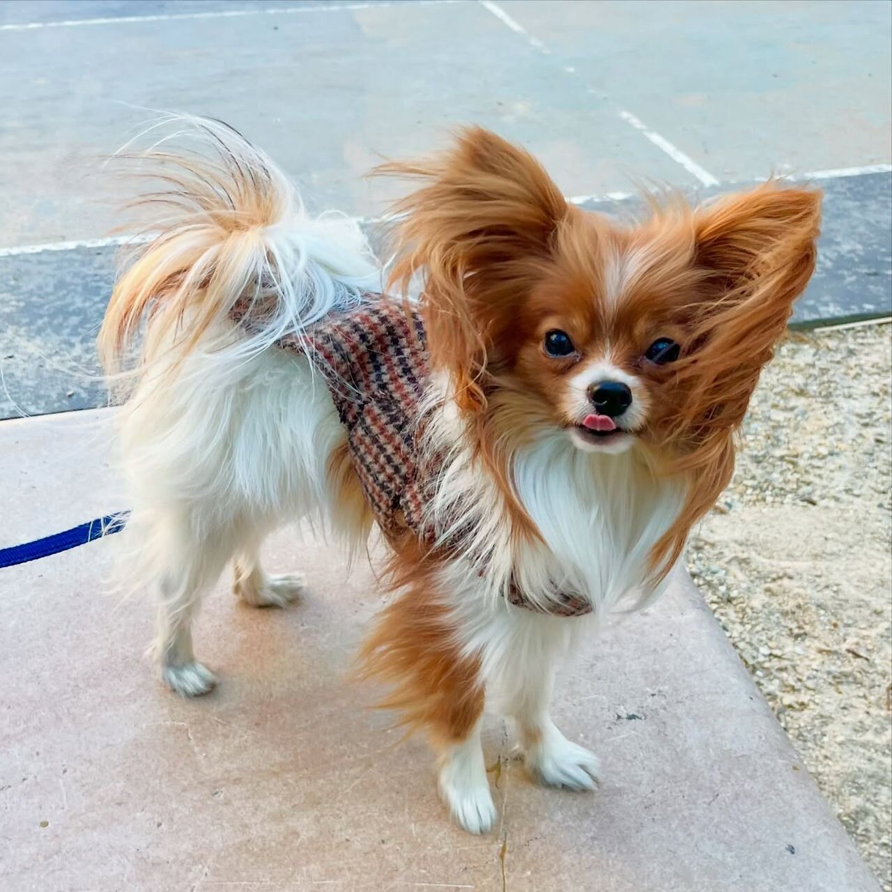 Papillon Puppy image 8