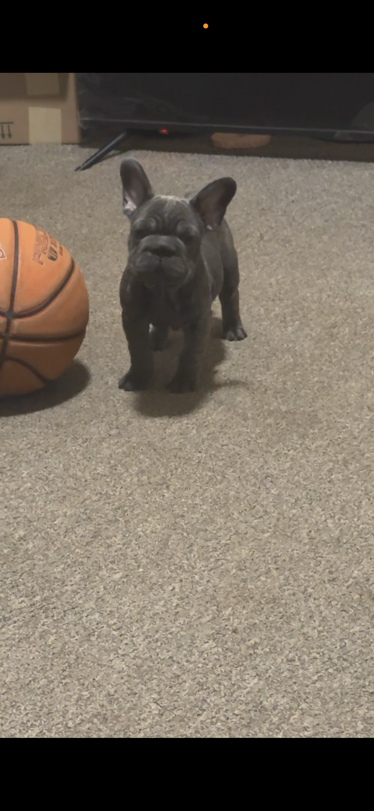 Big rope female French bulldog image 1