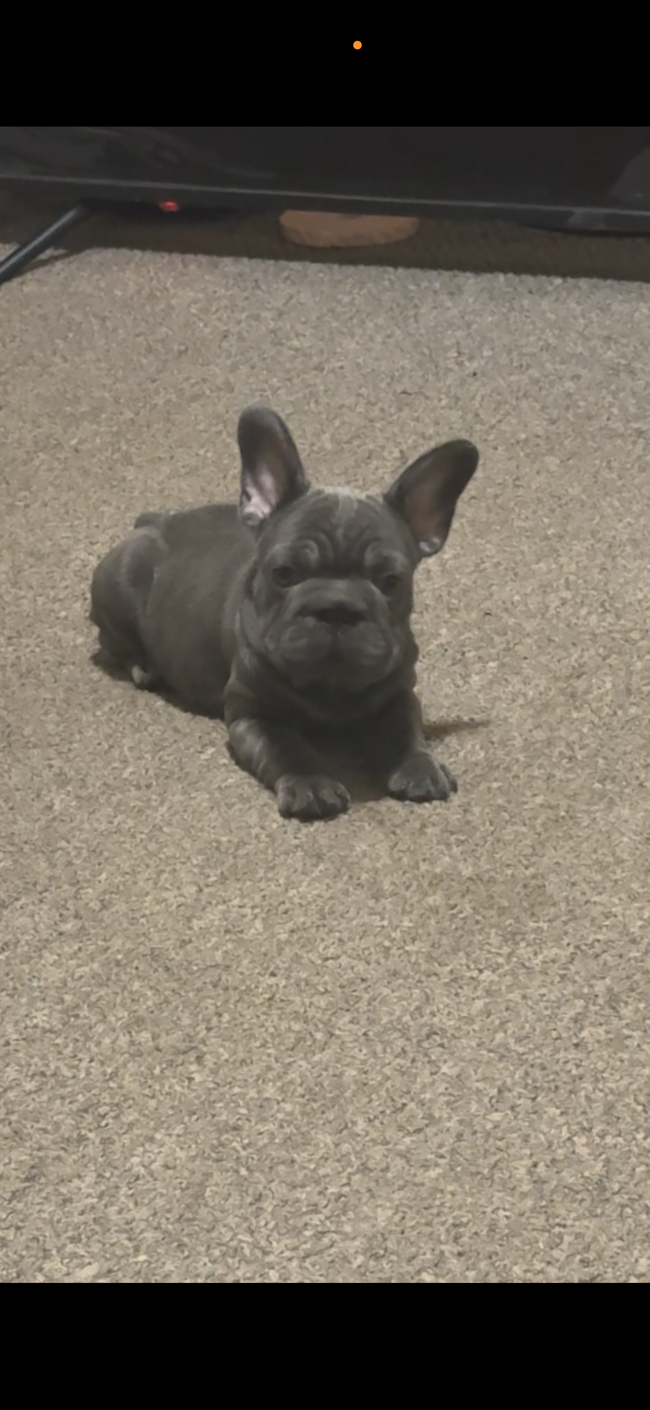 Big rope female French bulldog image 2