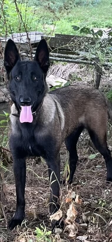 Belgian Malinois image 4