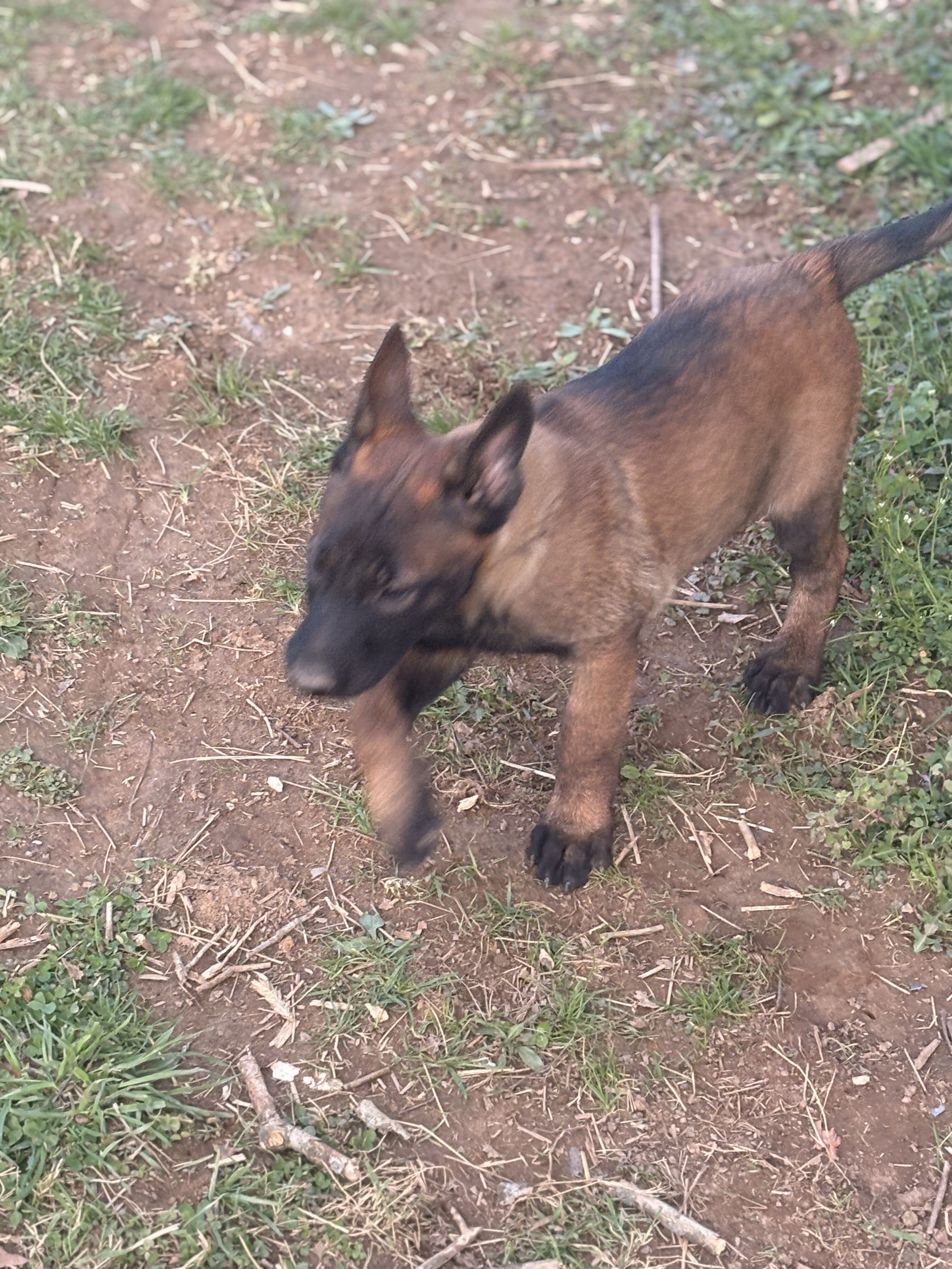 Belgian Malinois image 2
