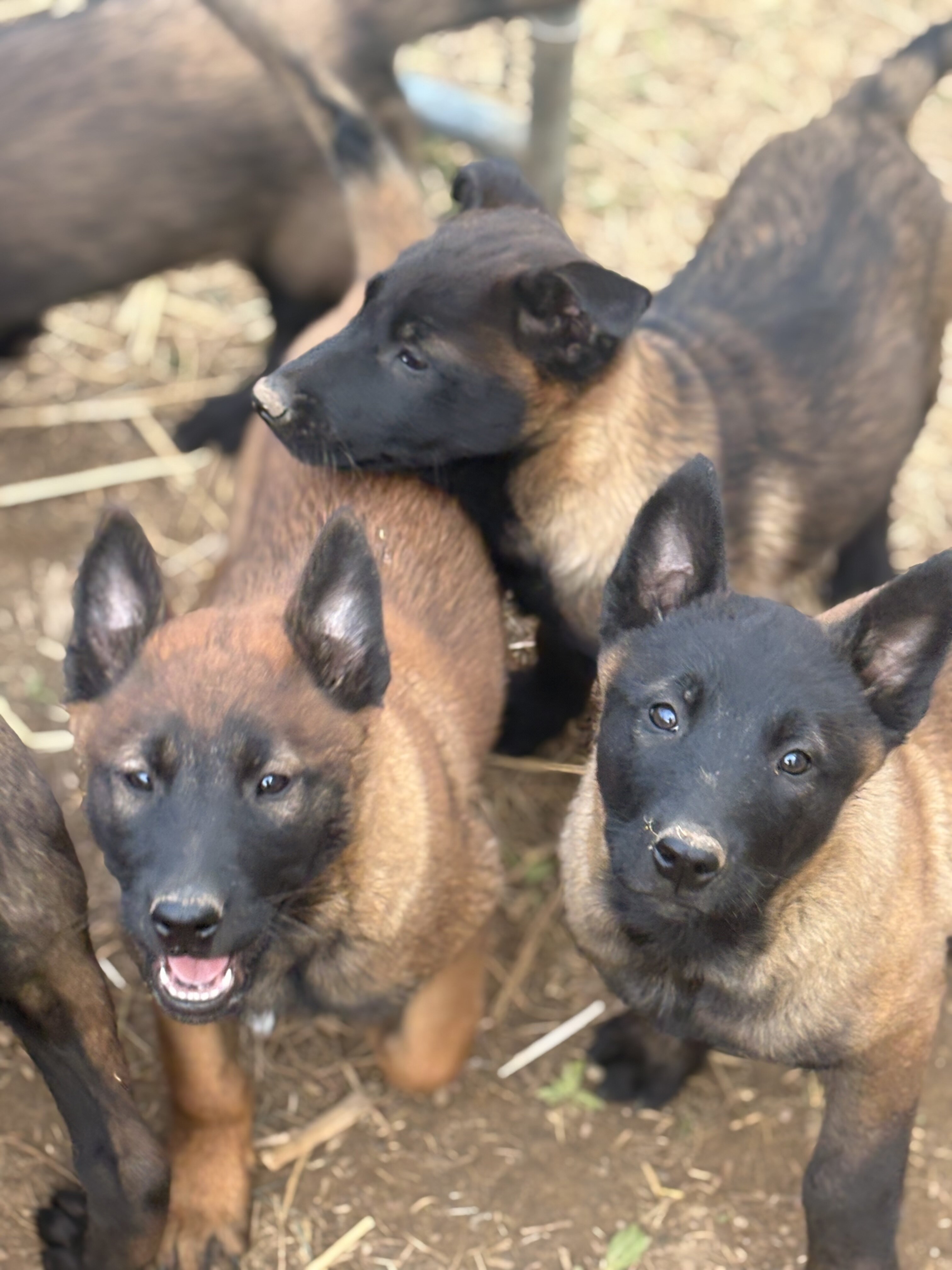 Belgian Malinois image 3